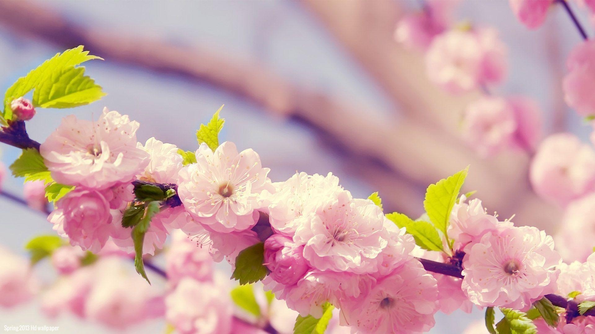 1920x1080 Spring Flower Wallpaper, Desktop