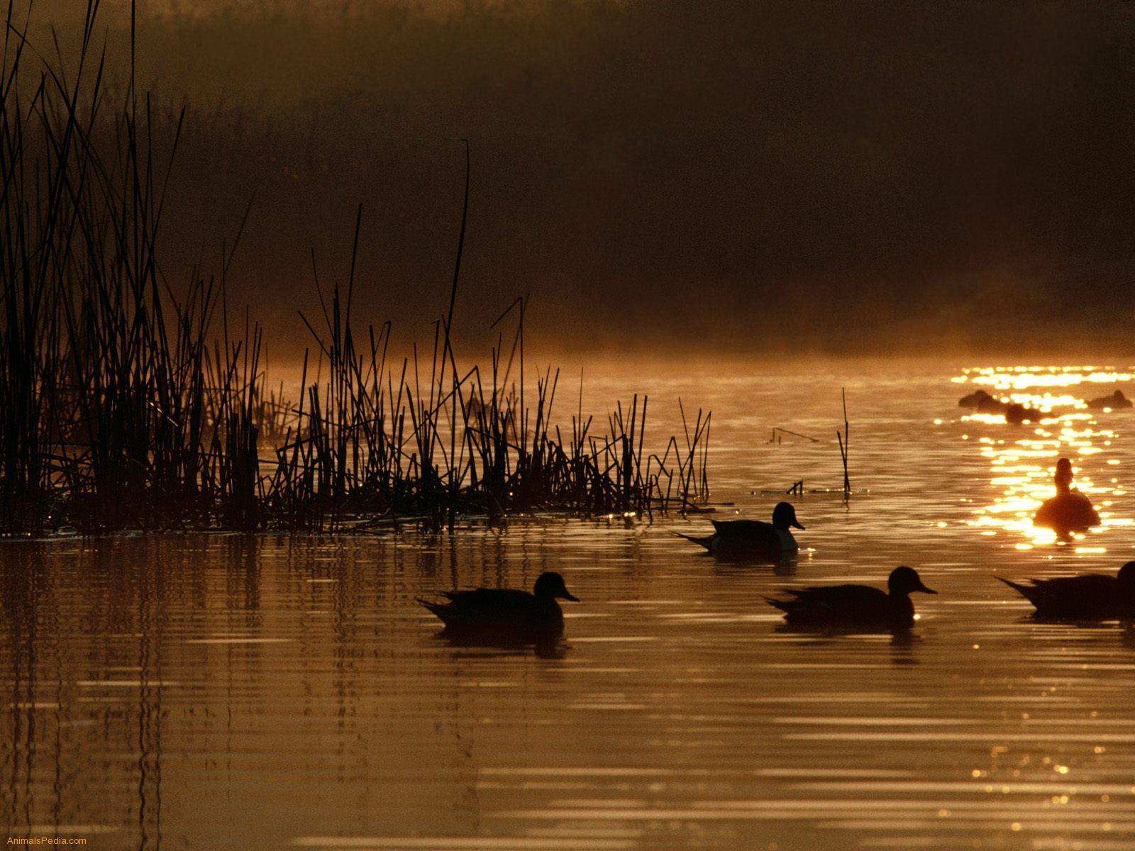 1600x1200 waterfowl wallpaper. Wallsaved, Desktop