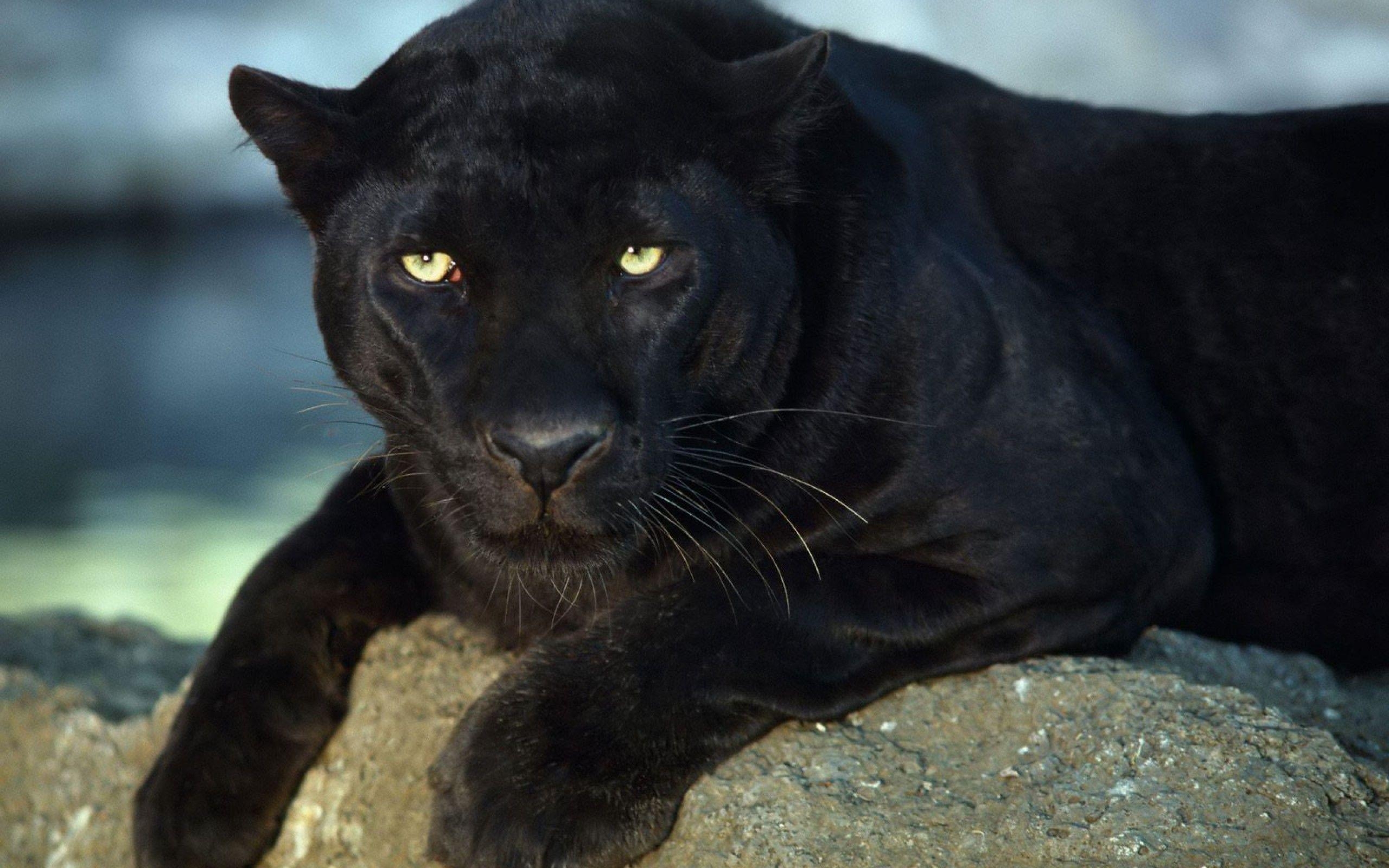 2560x1600 Black Panther. Homepage Leopard Black Panther Black, Desktop