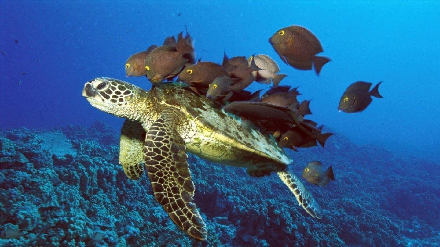 1440x810 Sea Turtle wallpaper, Desktop