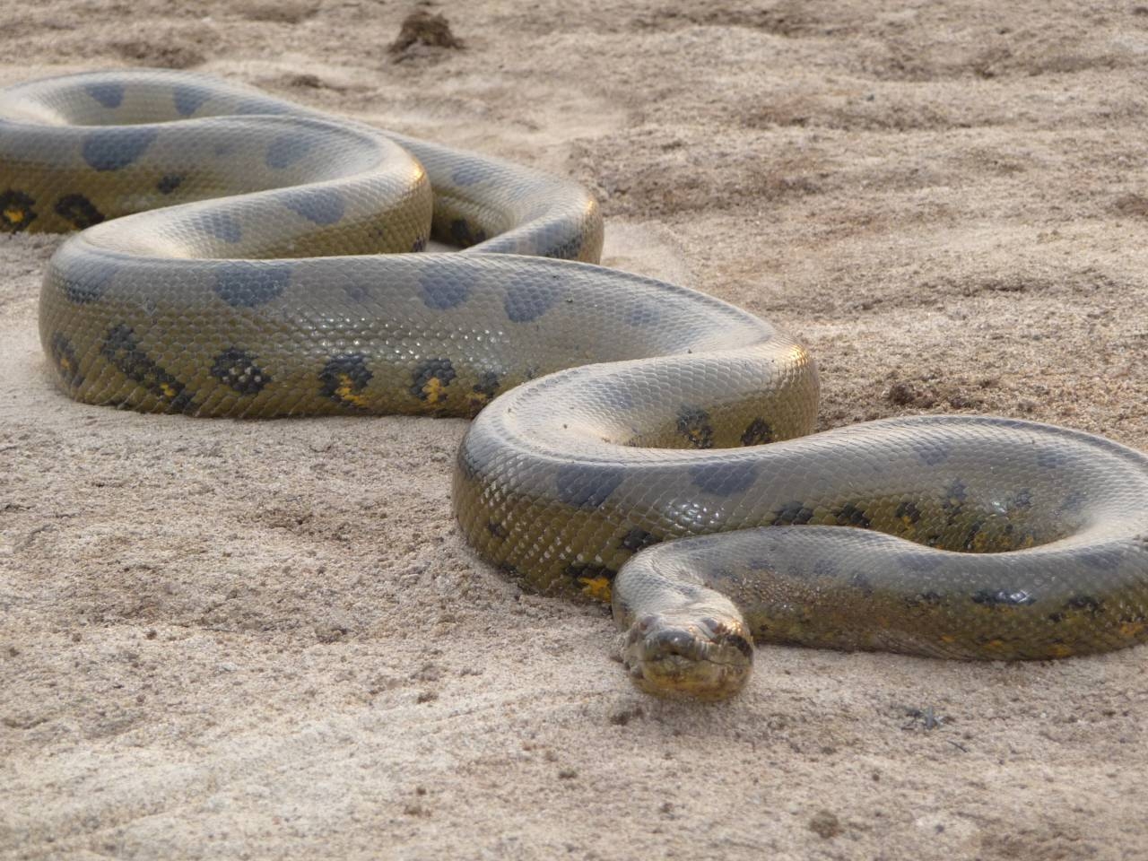 1280x960 Desktop HD Wallpaper: Dangerous And Fabulous ANACONDA Snake, Desktop