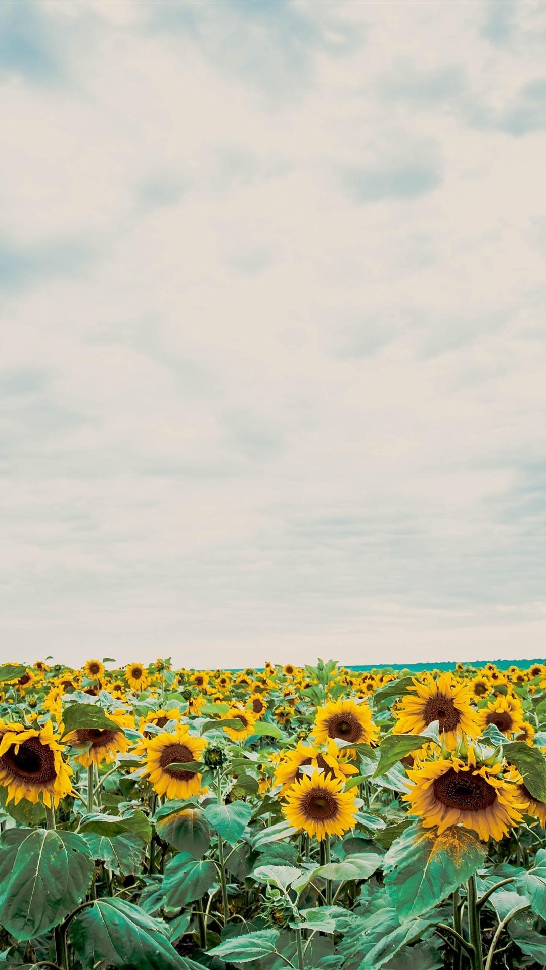 1080x1920 Sunflowers, Blue Sky, White Clouds 1125x2436 IPhone XS X, Phone