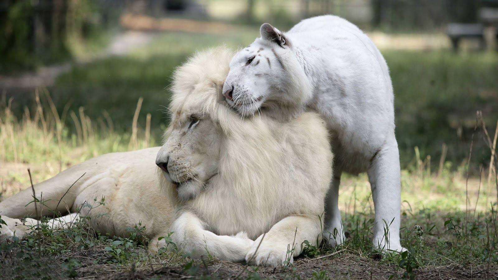 1600x900 White Lion Dekstop HD Wallpaper « Desktop Background Wallpaper HD, Desktop