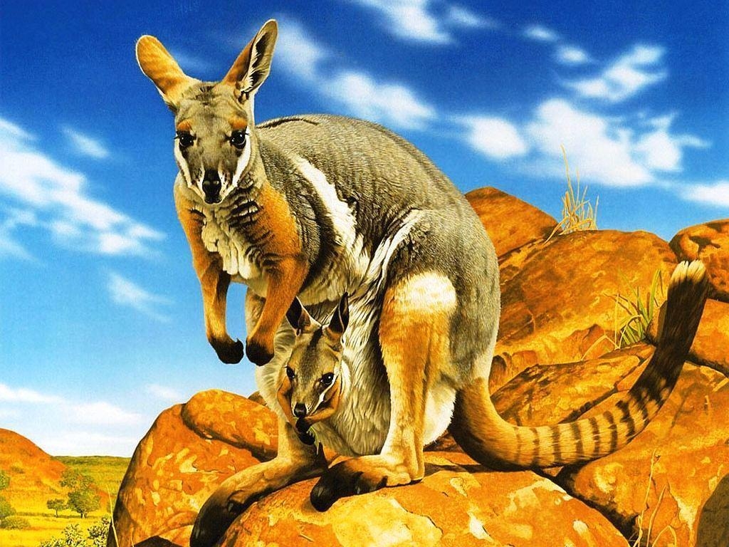 1030x770 Kangaroo Pics HD (6) Wallpaper Is The Best Place Where You, Desktop