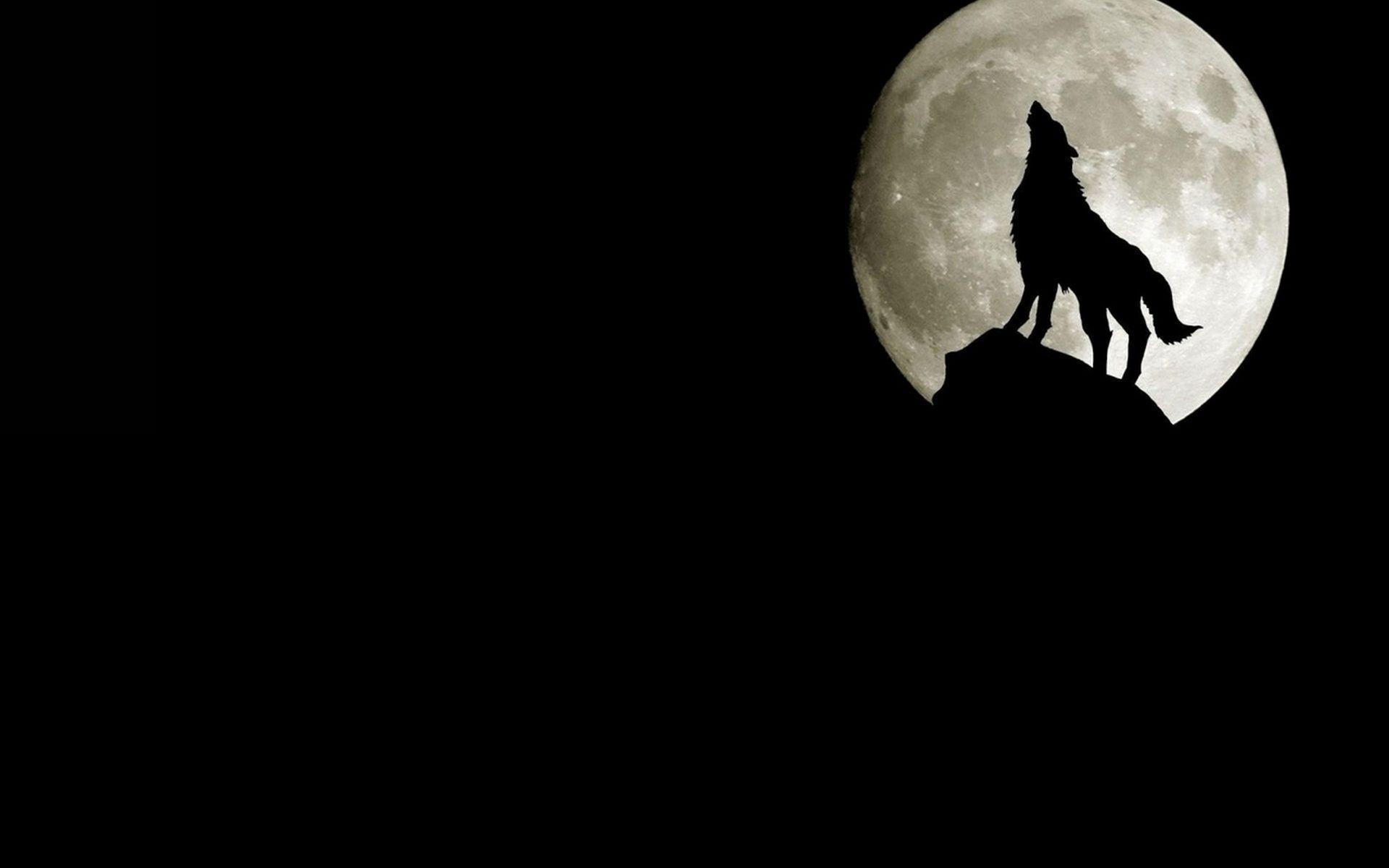 1920x1200 Wolf HD Wallpaper, Desktop