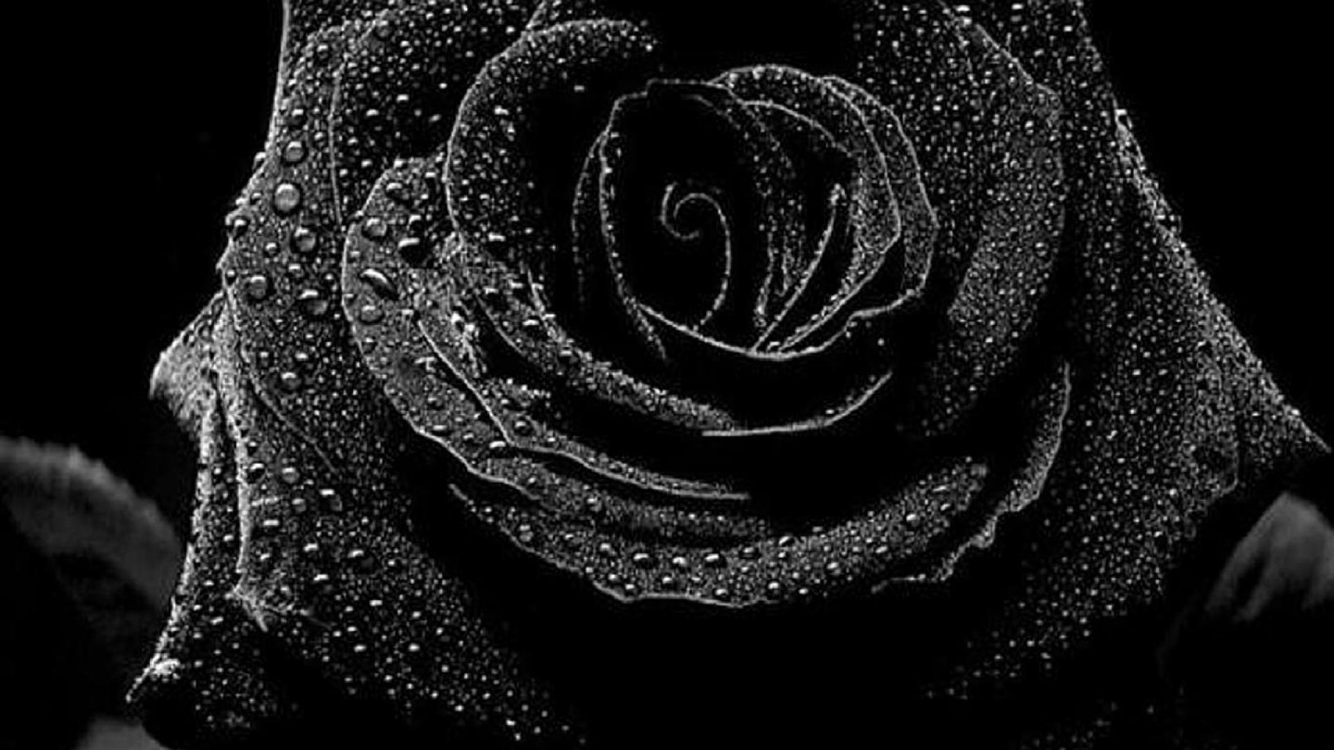 1920x1080 Rose On Black Background, Desktop