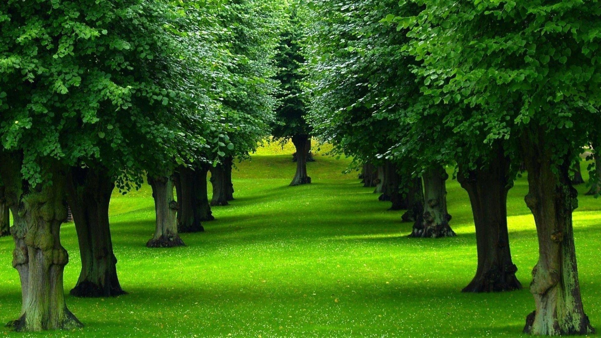 1920x1080 Beautiful Green Trees Wallpaper, Desktop