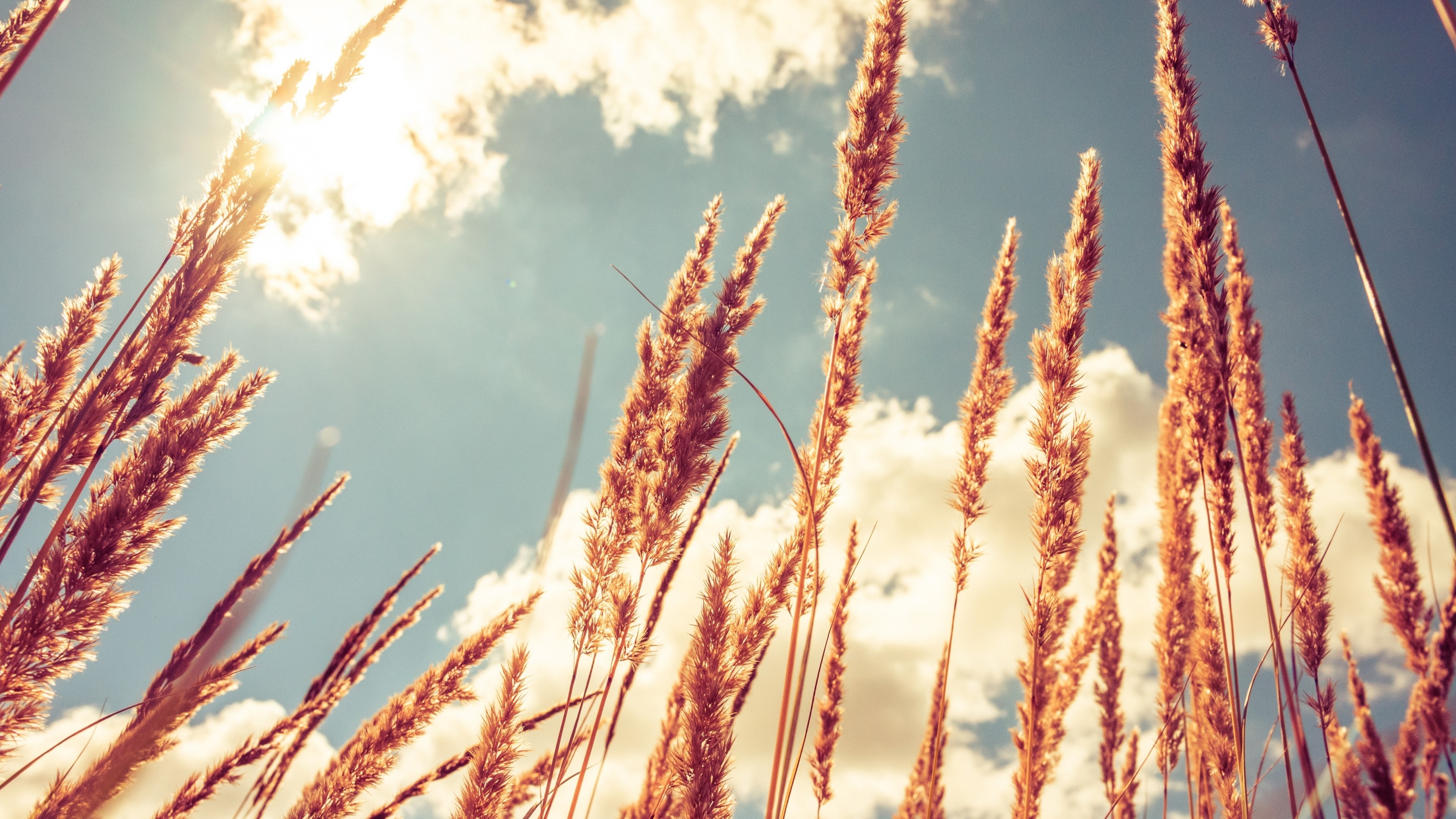 3840x2160 Wallpaper Wheat, 4k, HD wallpaper, meadows, sky, Nature, Desktop