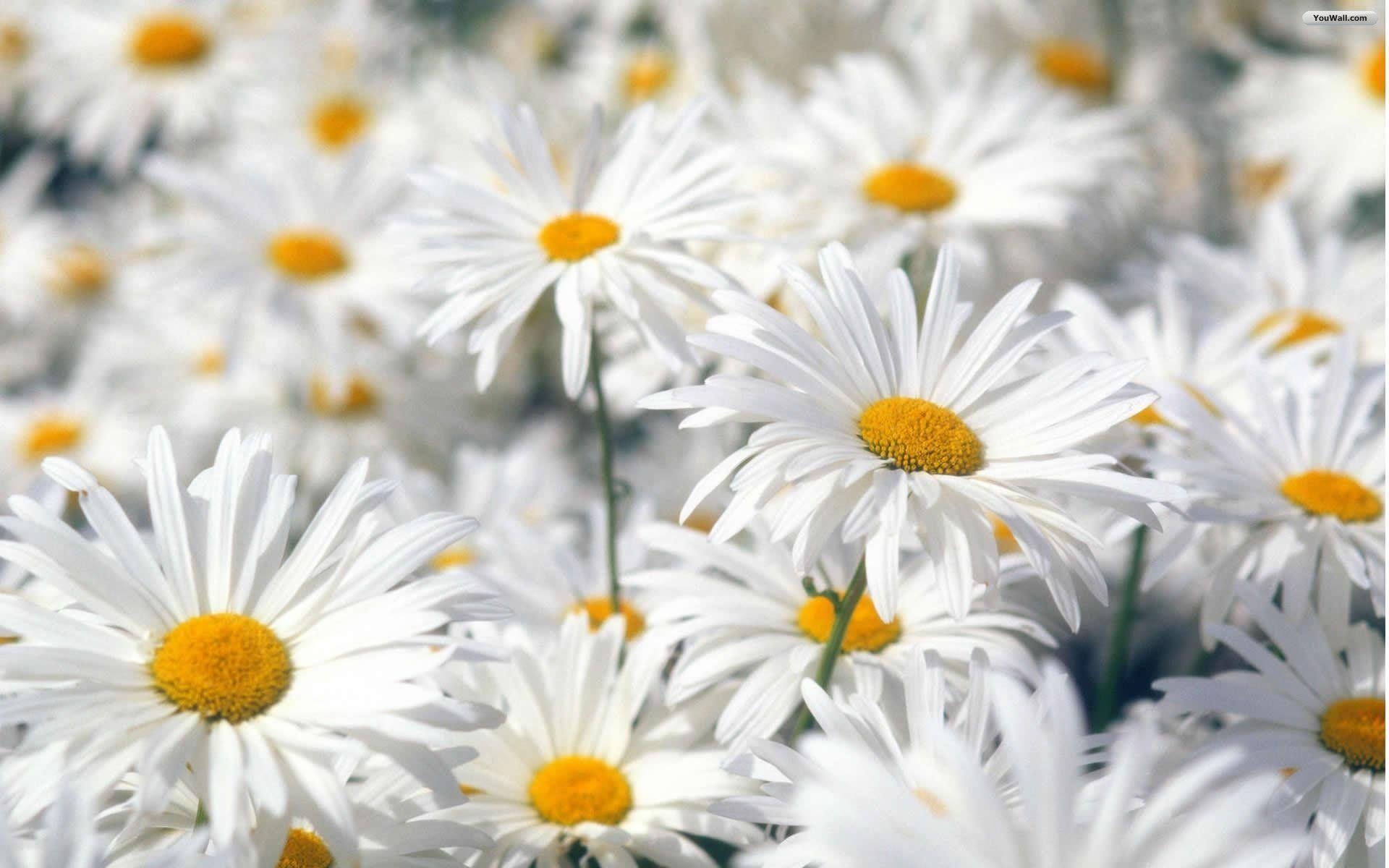 1920x1200 Spring Flowers wallpaper, Desktop