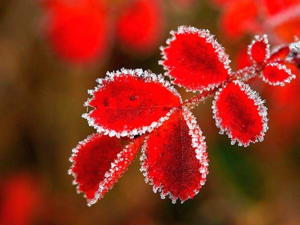 1030x770 Frozen Leaves Full HD Wallpaper. Wallpaper Fever. Photo, Desktop