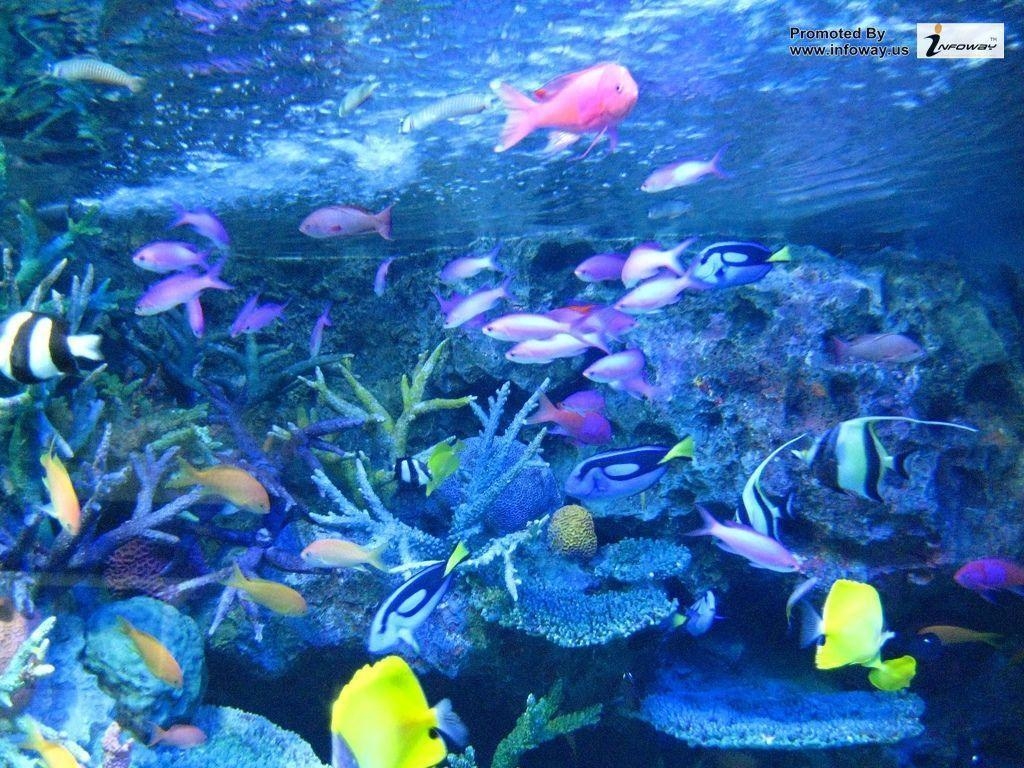 1030x770 Ocean HD Fish 120 of 272. phombo, Desktop