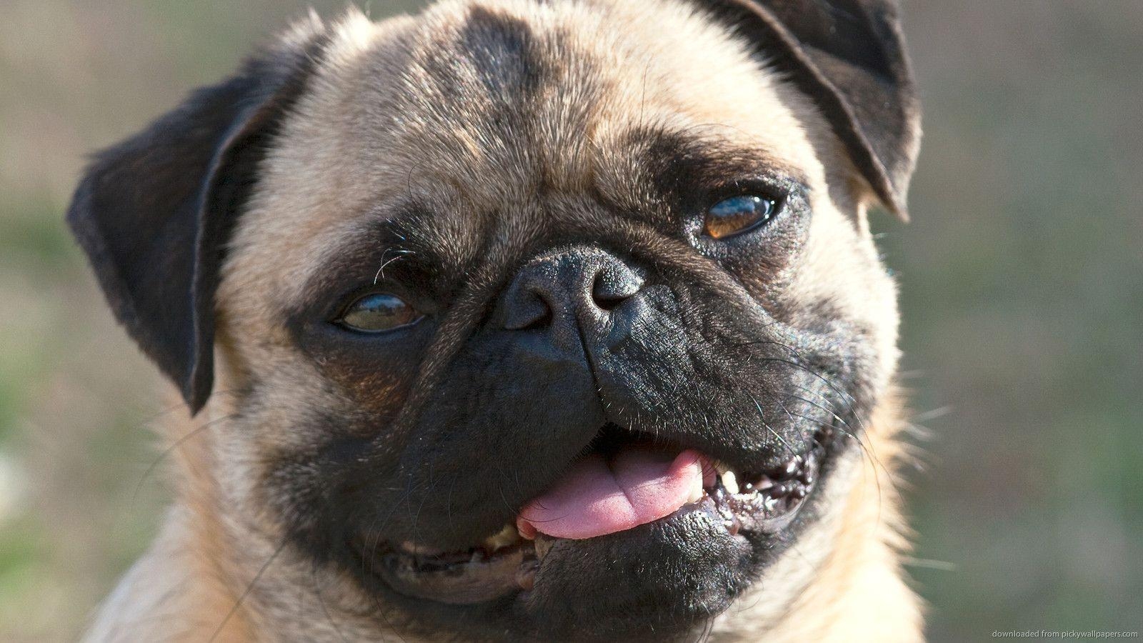 1600x900 pug dog, Desktop