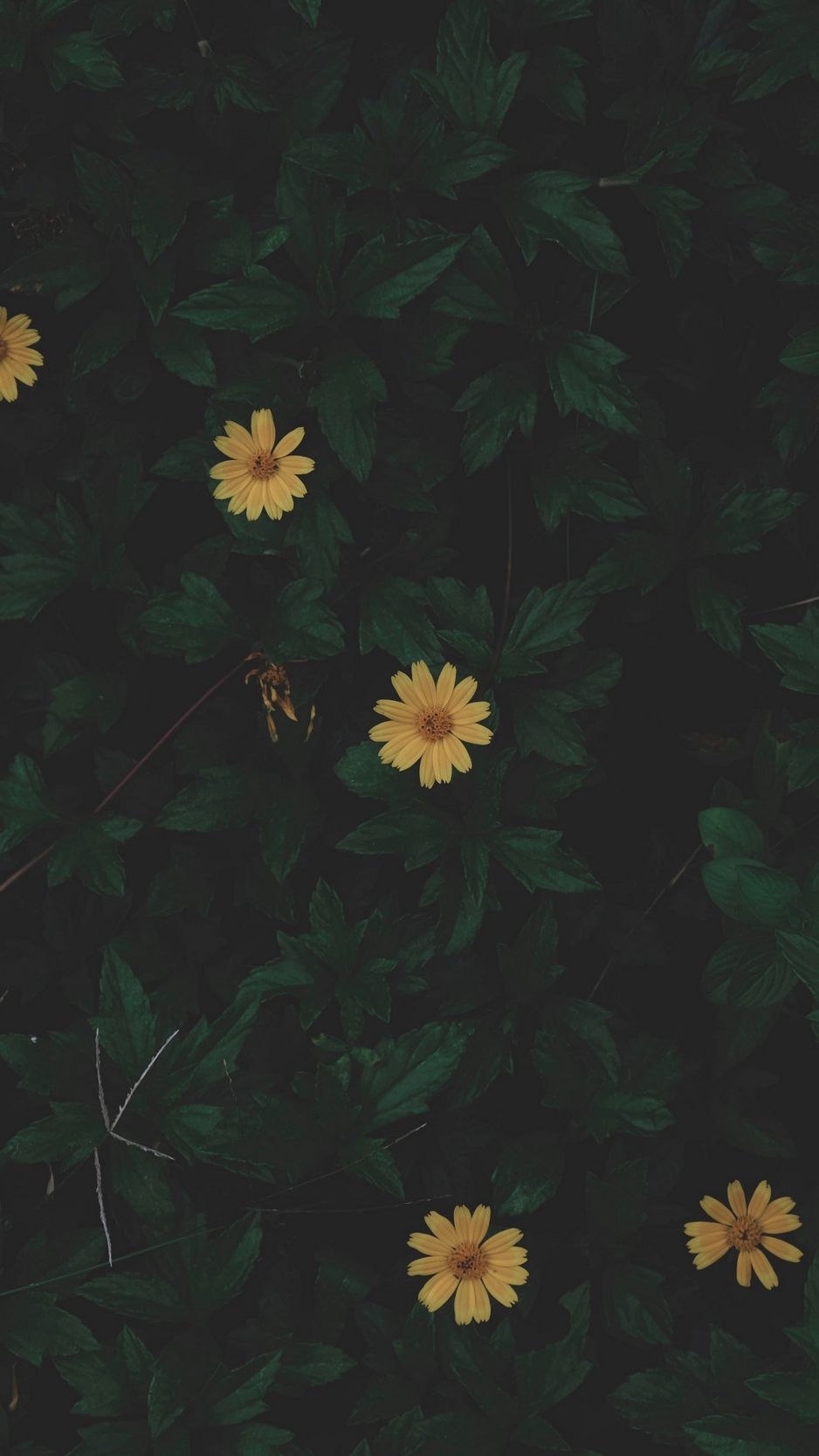 940x1670 Download wallpaper  flowers, leaves, plant, dark, green, Phone