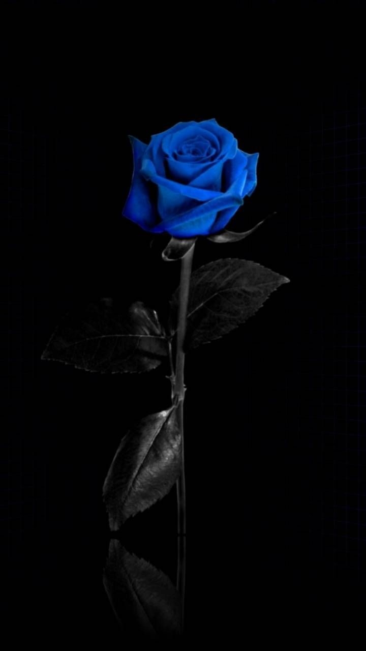 720x1280 Blue rose. Blue roses wallpaper, Rose wallpaper, Blue rose tattoos, Phone