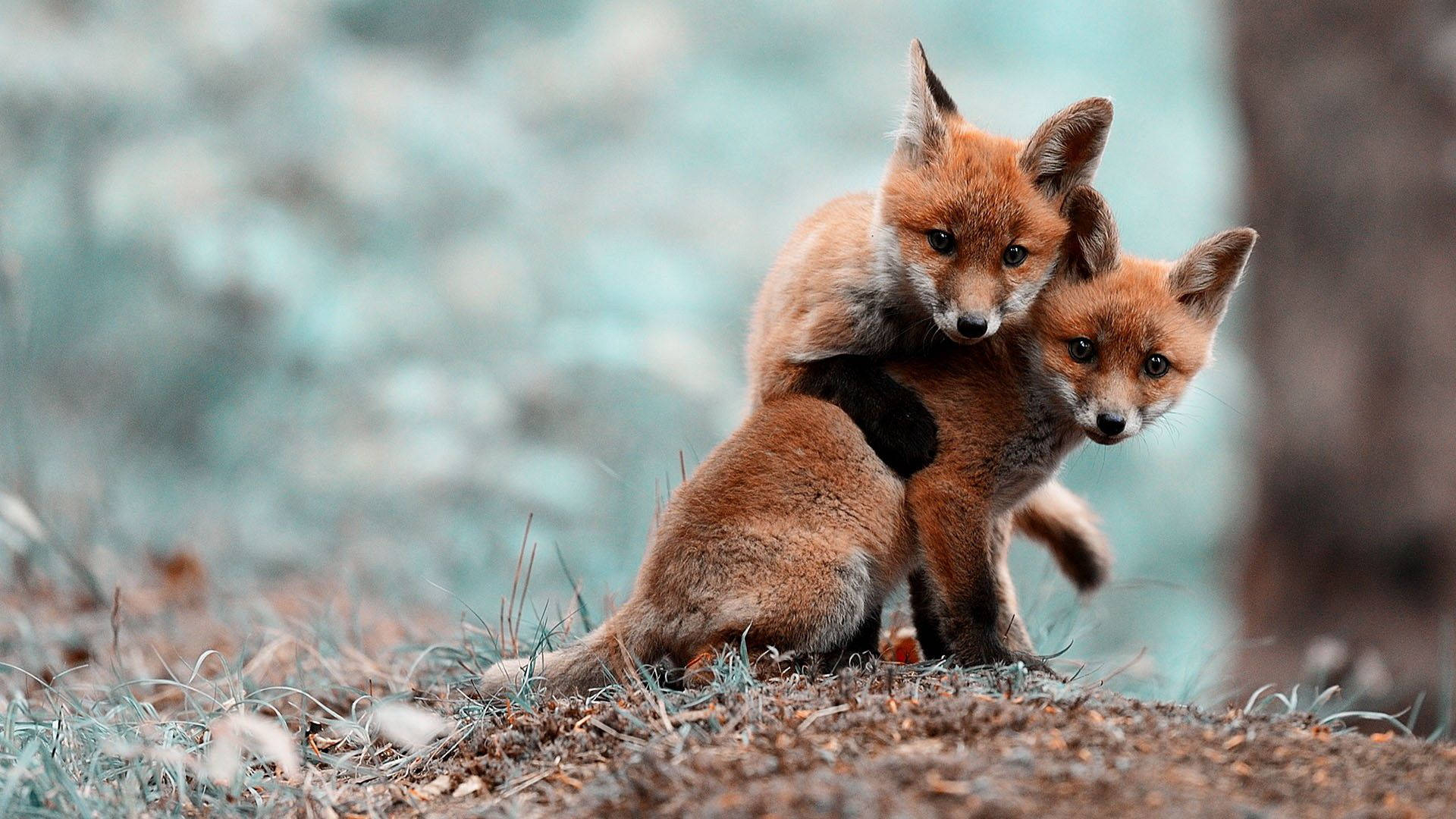 1920x1080 Download Cute Baby Fox Animal Wallpaper, Desktop