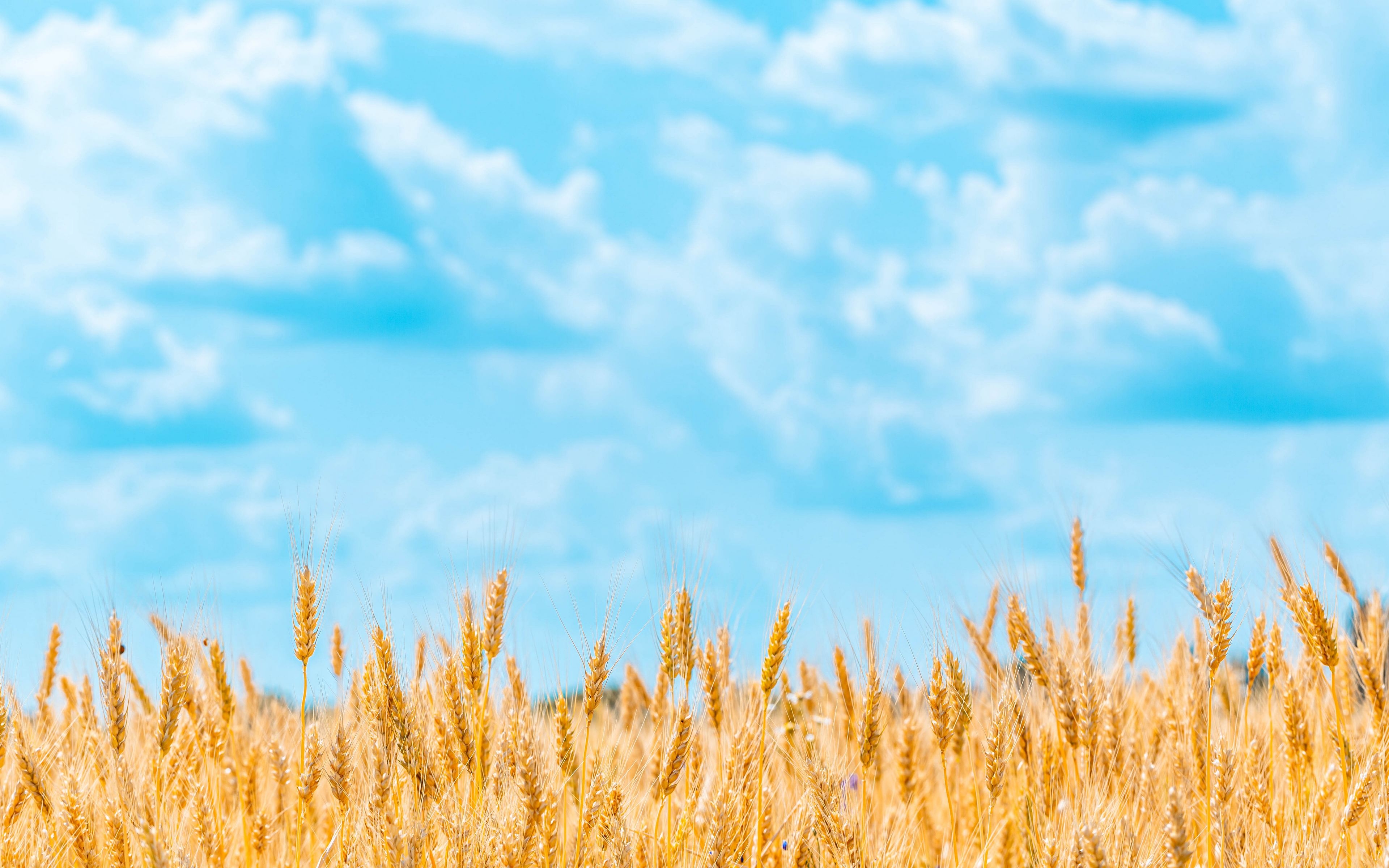 3840x2400 Download wallpaper  field, wheat, spikelets, sky, clouds 4k ultra HD 16:10 HD background, Desktop