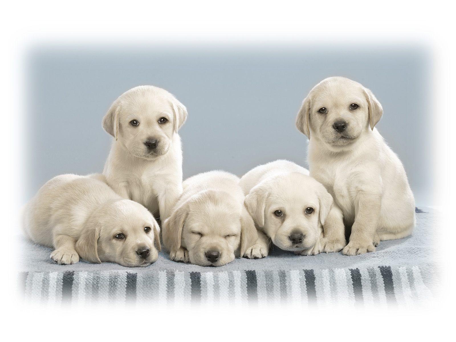 1600x1200 Puppies Wallpaper Free Download, Desktop