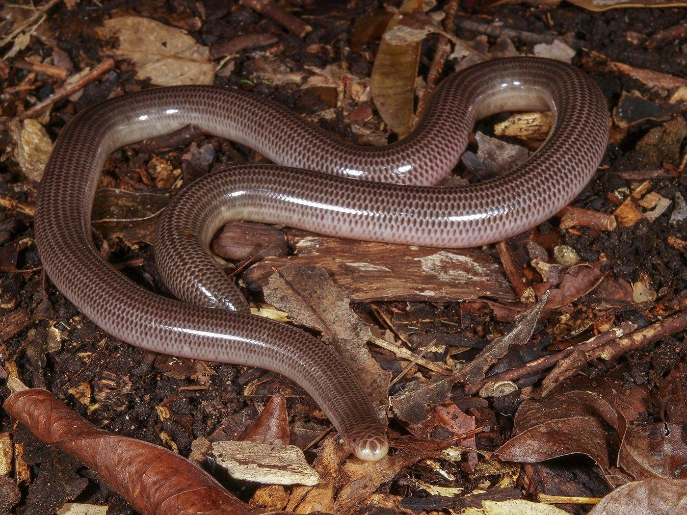 1400x1050 Blind Snake Australian Museum, Desktop