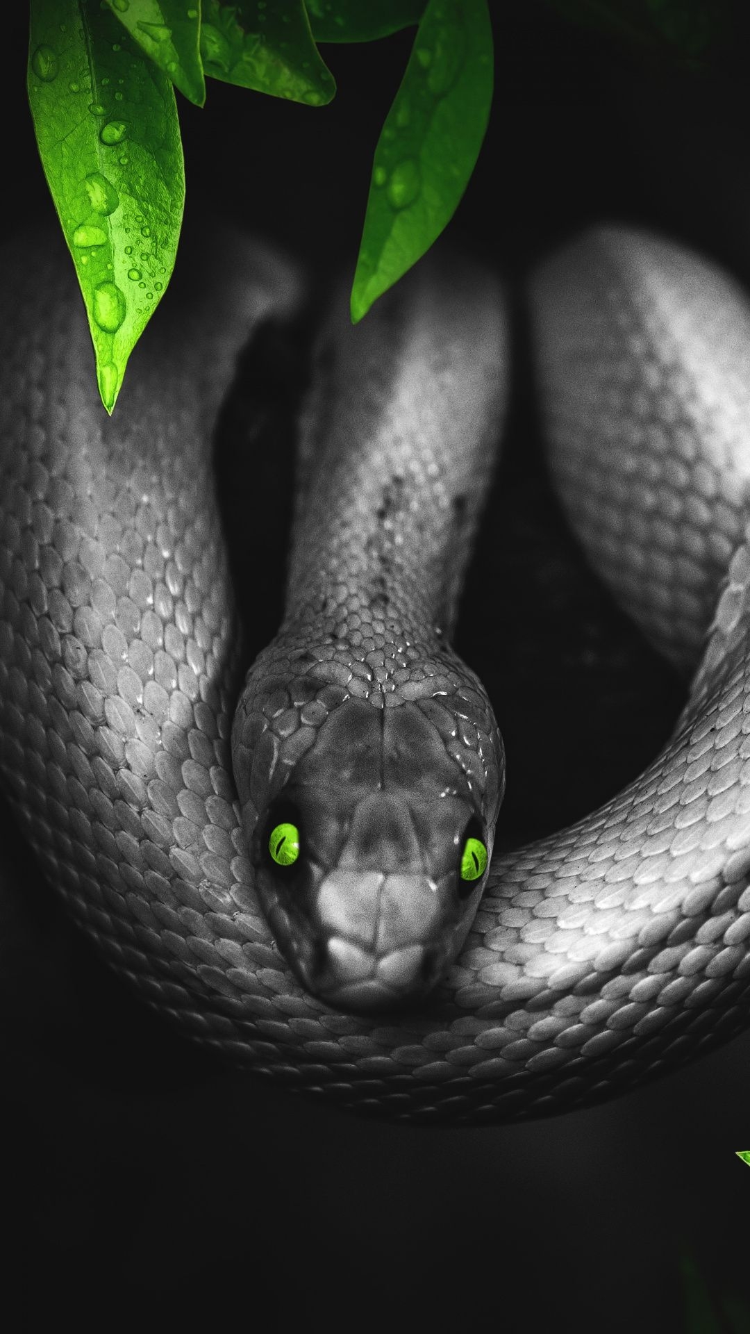 1080x1920 Snake iPhone Wallpaper, Phone