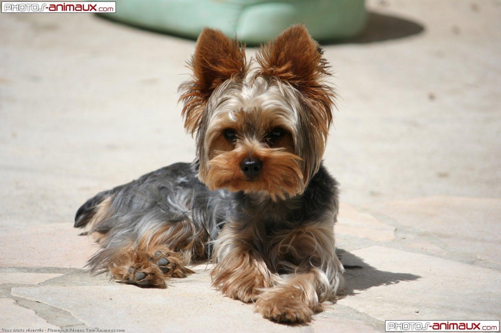 1600x1070 Yorkshire Terrier Wallpaper, Desktop