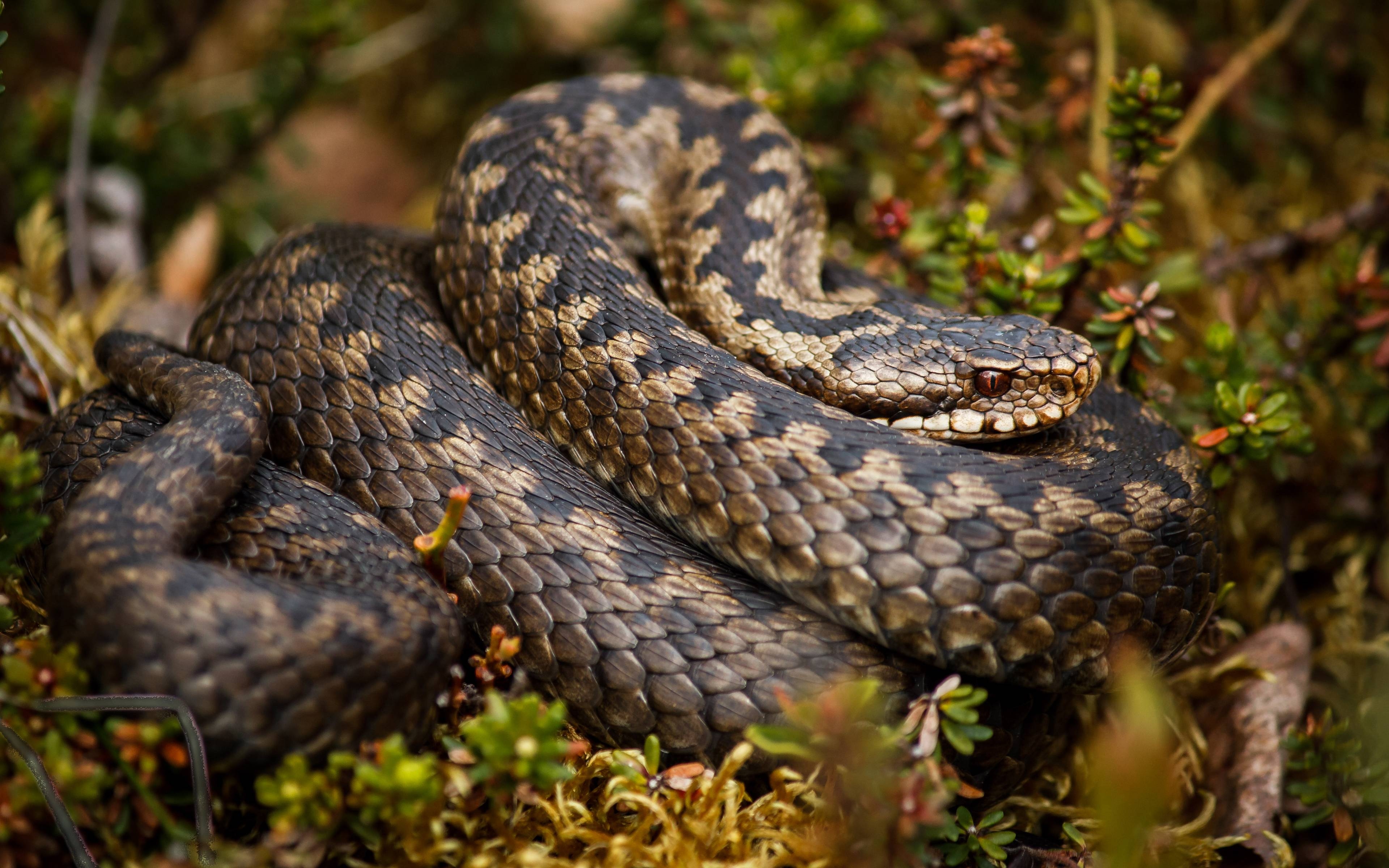 3840x2400 Rattlesnake 電腦桌布, 桌面背景 Id: 386478, Desktop