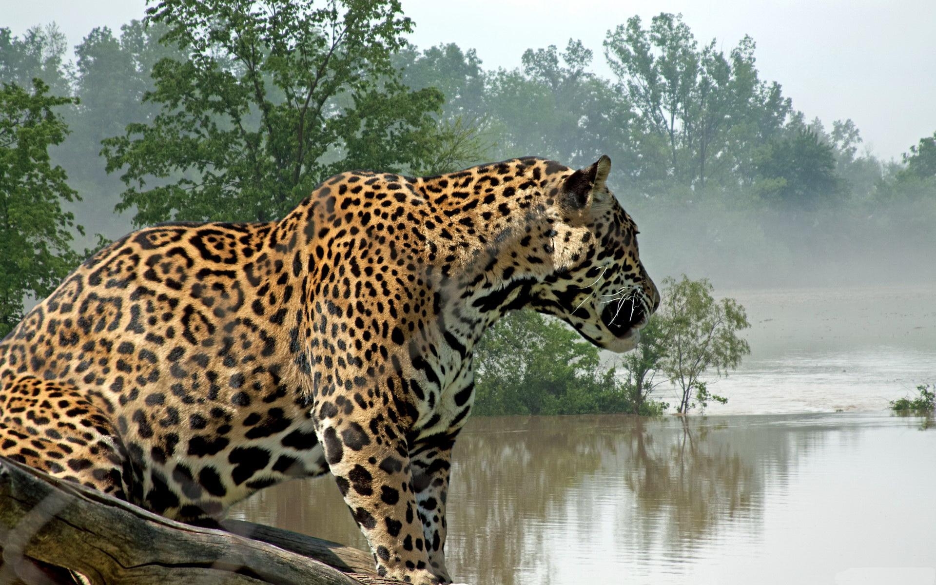 1920x1200 Jaguar HD Wallpaper, Desktop