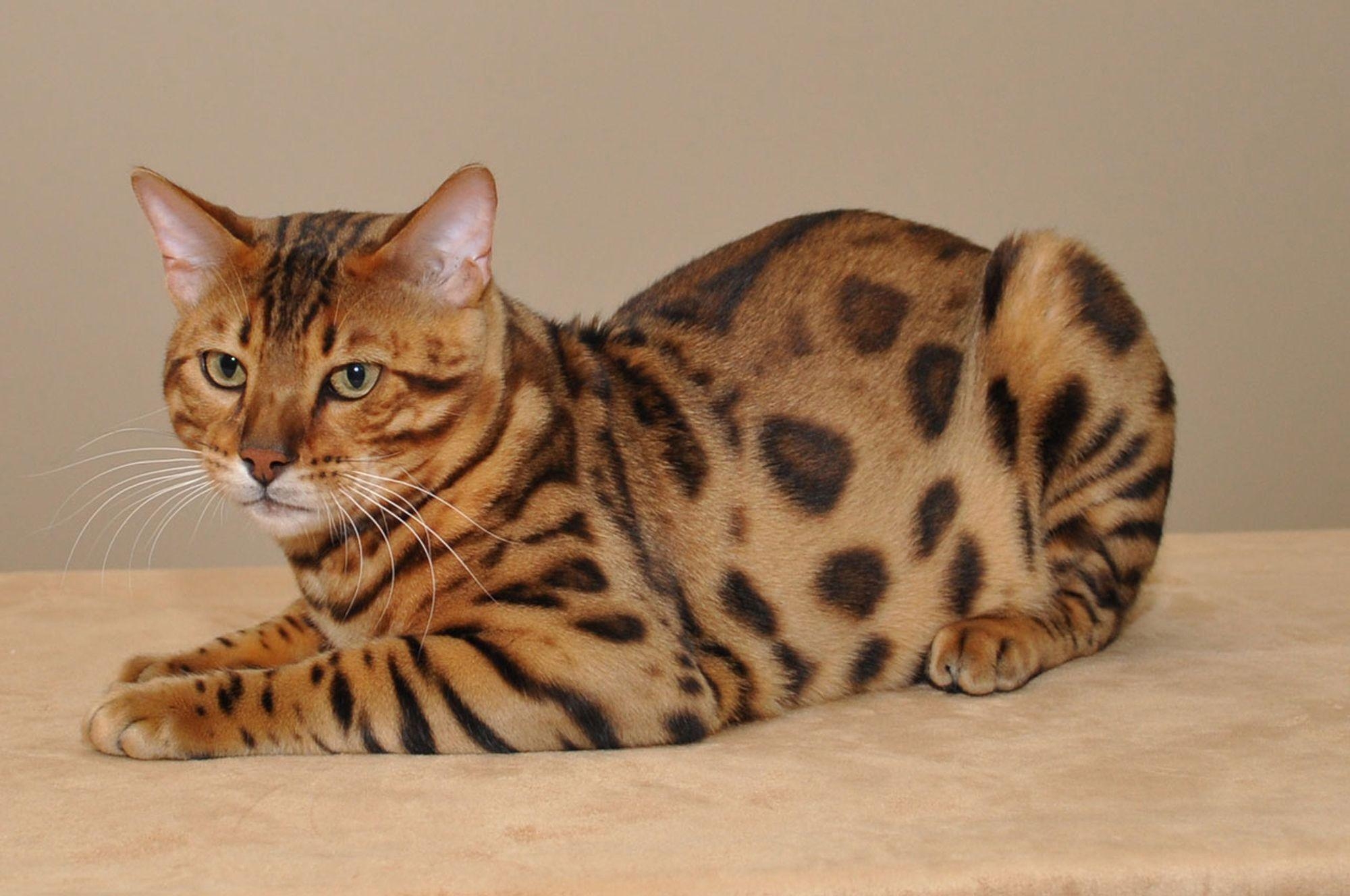 2000x1330 Beautiful Bengal cat poses wallpaper and image, Desktop