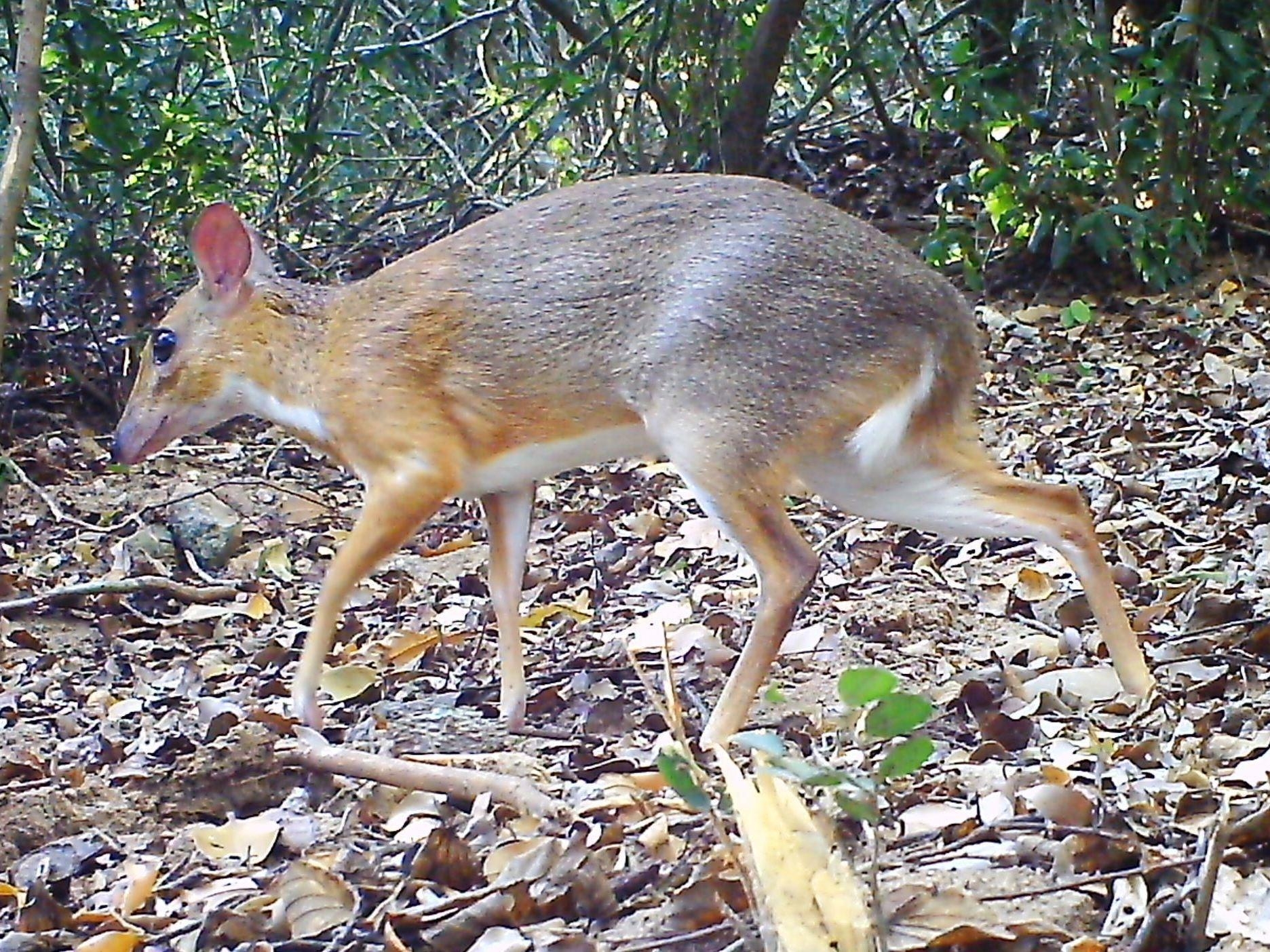 1880x1410 Silver Backed Chevrotain, With Fangs And Hooves, Desktop