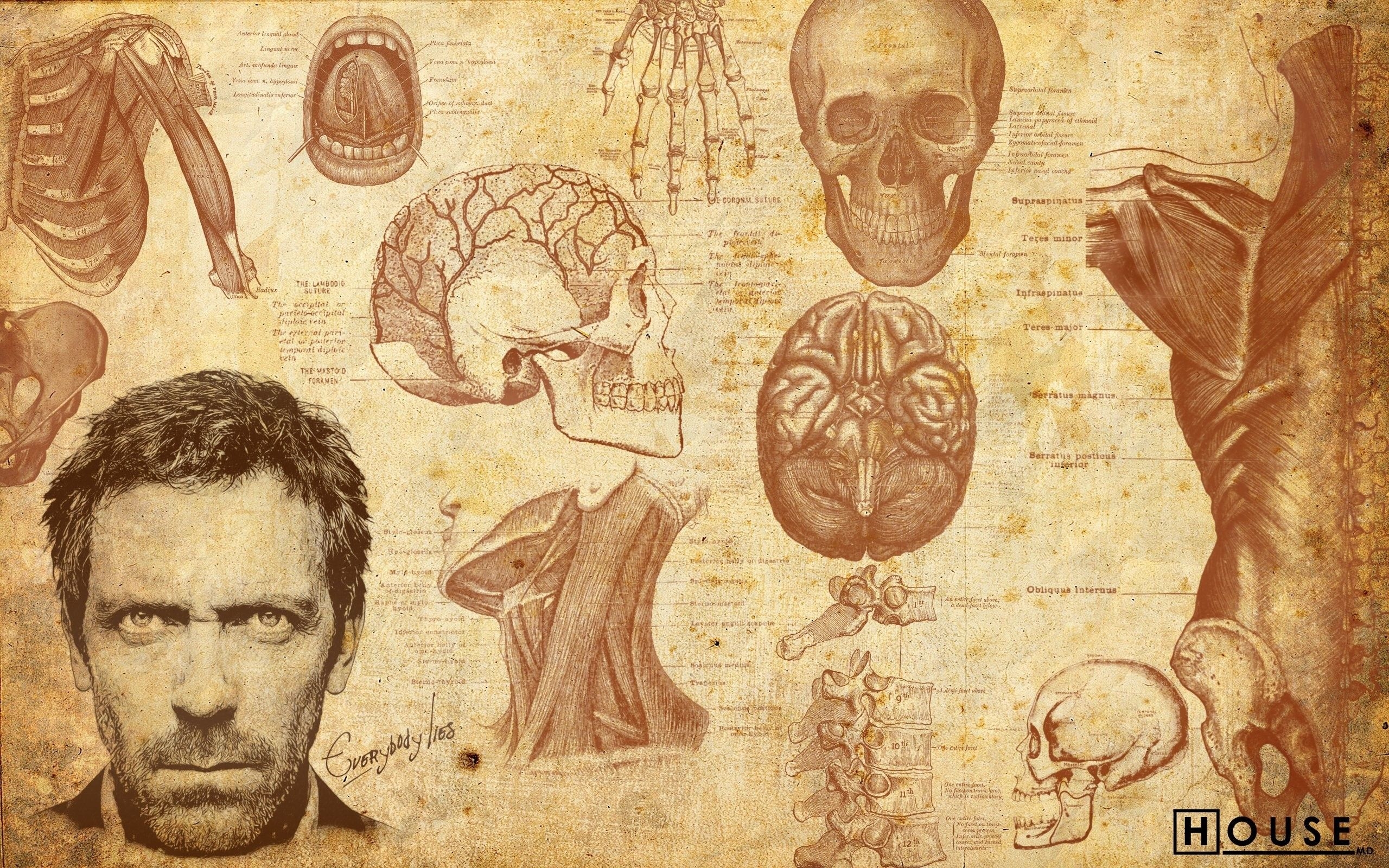 2560x1600 Anatomy Wallpaper #VO7H1AO (), Desktop