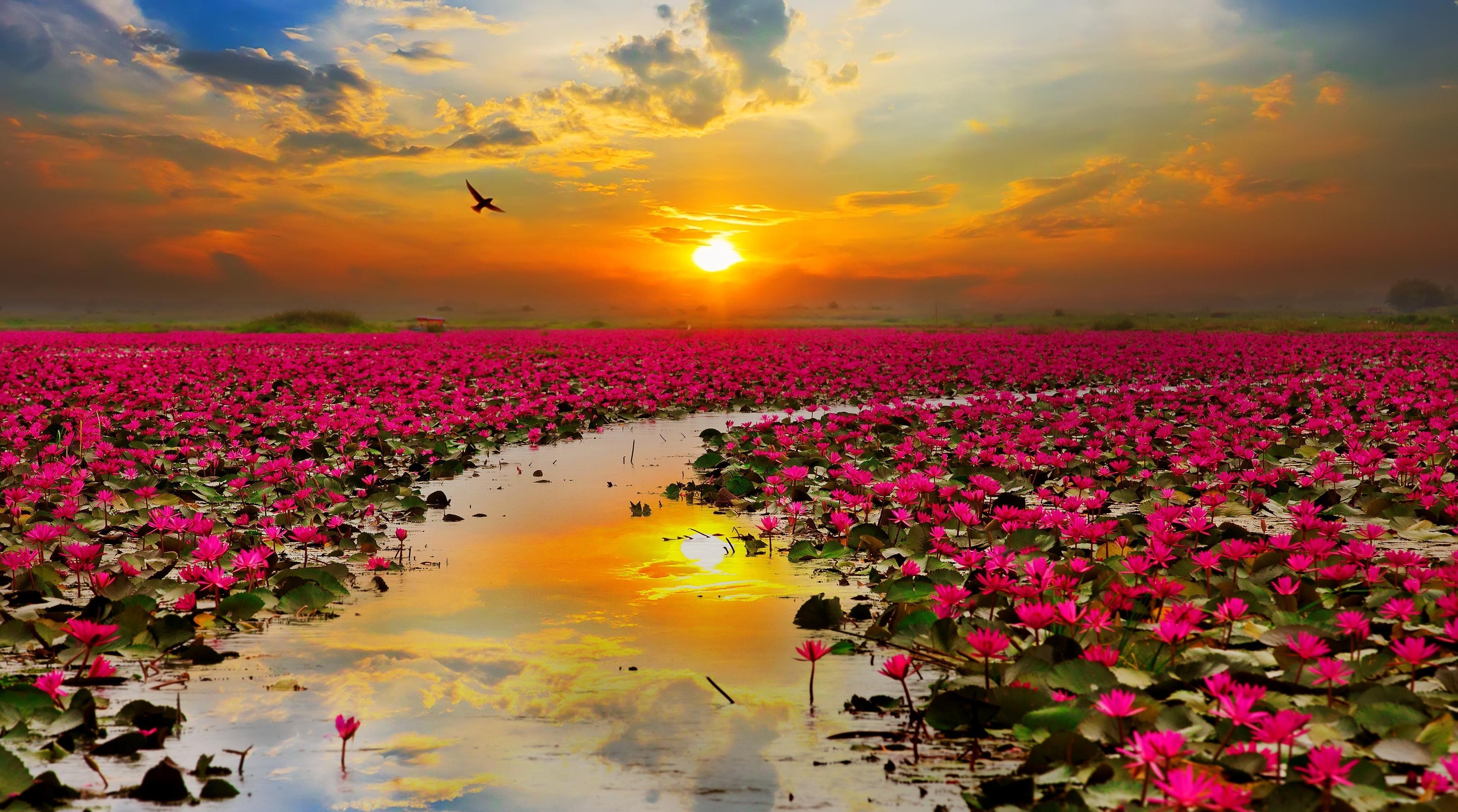 3500x1950 Flowers Under The Sun Wallpaper 12 X 1950, Desktop