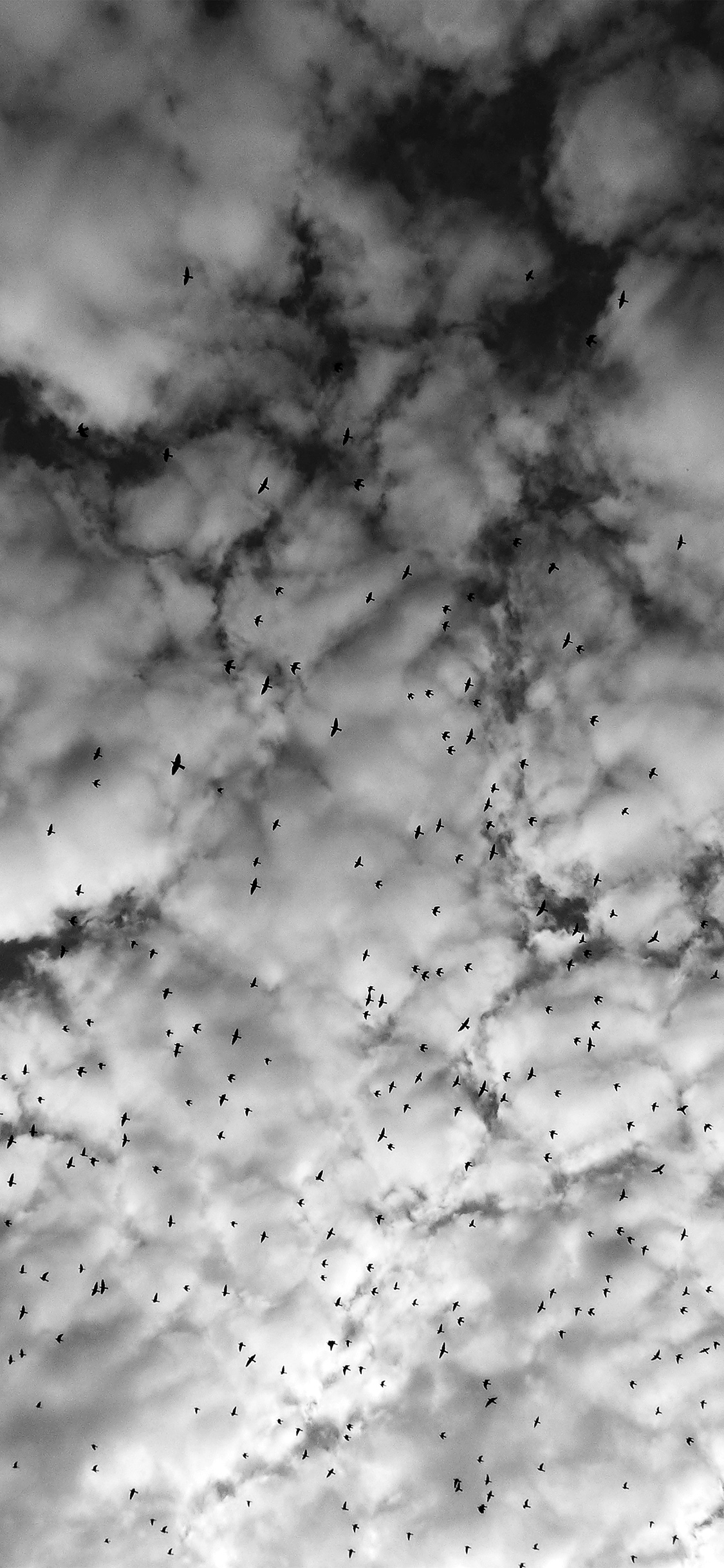 1130x2440 Sky Cloud Birds Nature Bw Dark High, Phone