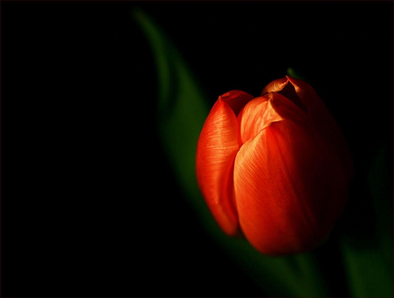 1600x1210 Black Tulip Wallpaper, Desktop