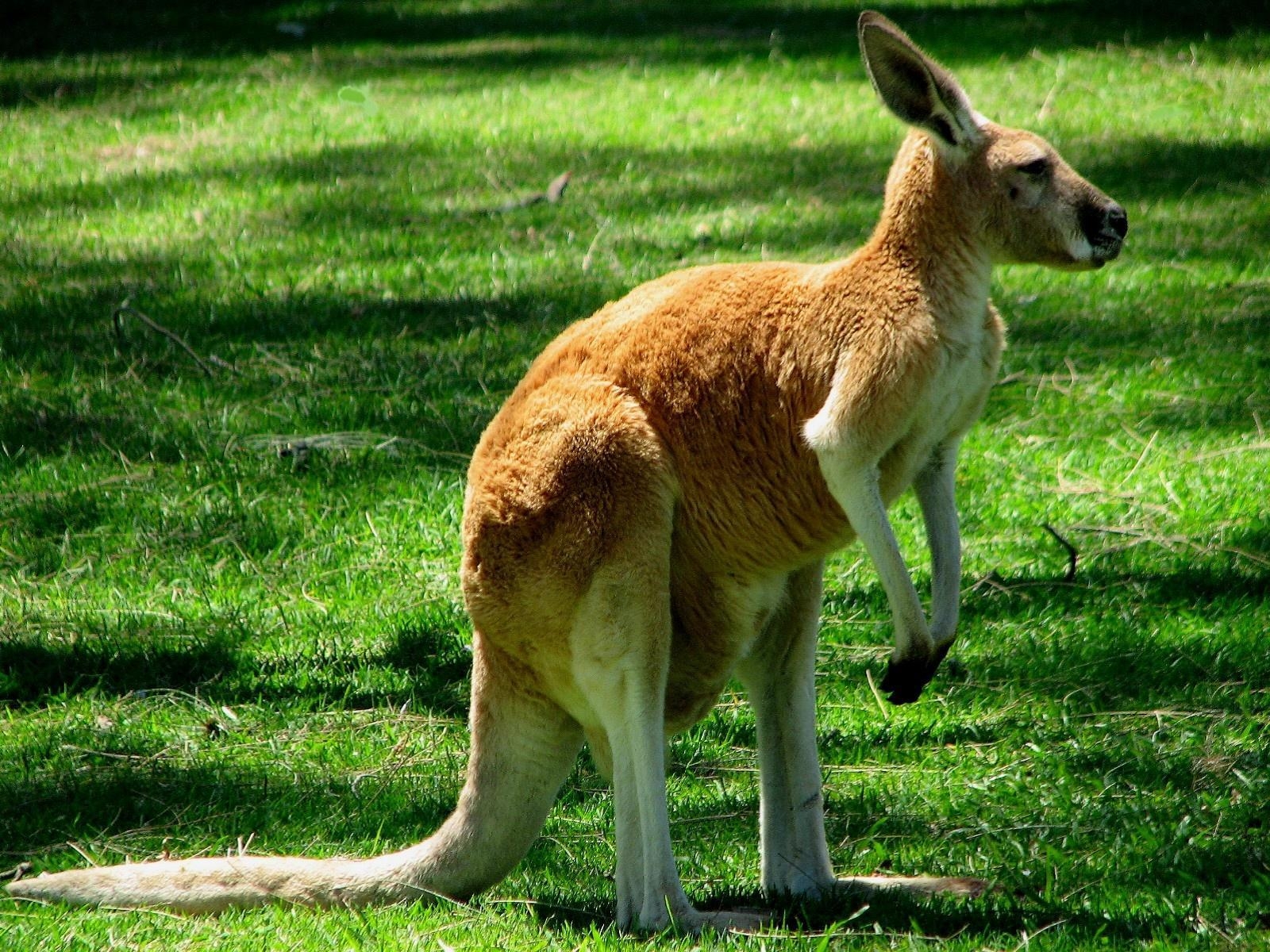 1600x1200 Kangaroo Image (24), Desktop