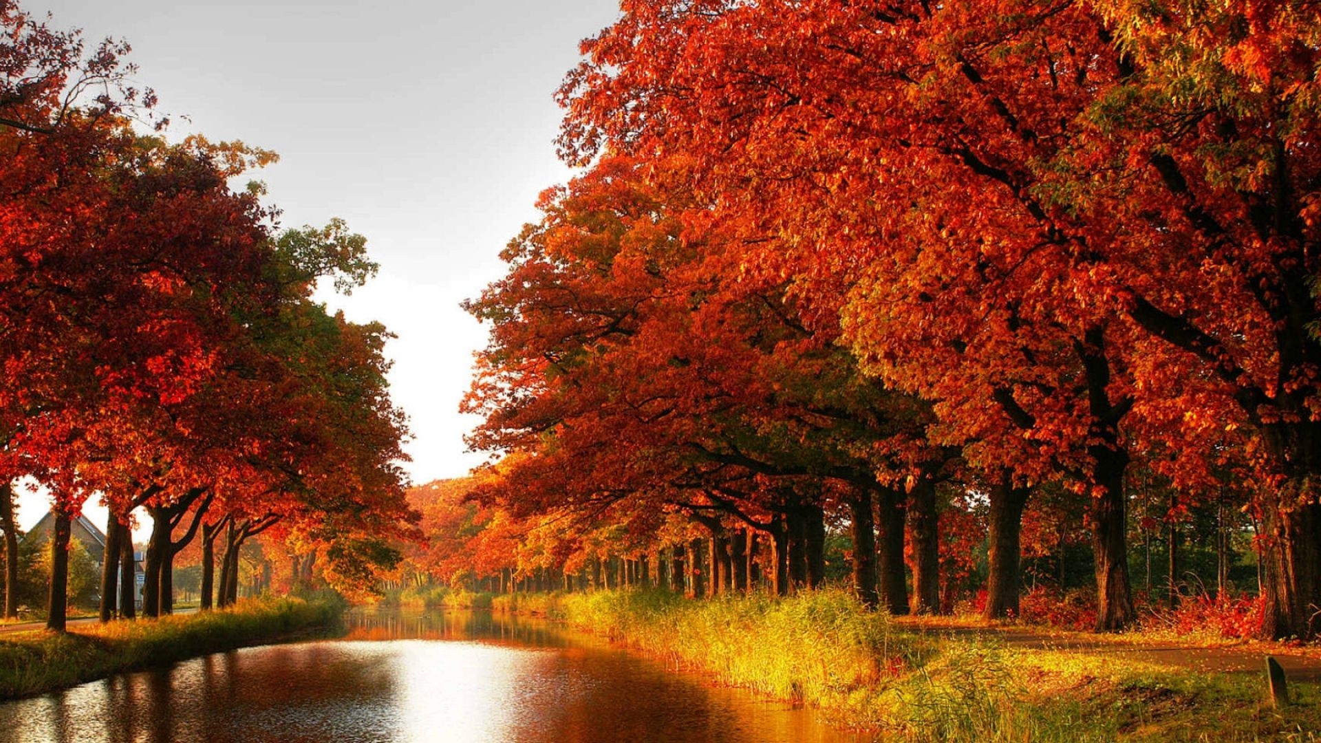 1920x1080 Download Wallpaper  wood, orange, trees, channel, autumn Full HD 1080p HD Background, Desktop