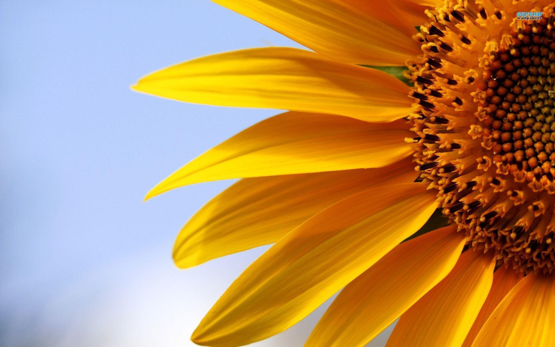 1920x1200 Sunflower Wallpaper 12571 Full HD Wallpaper Desktop, Desktop