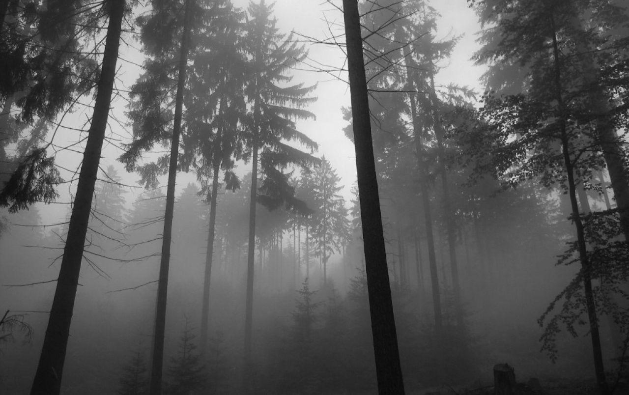 1280x810 Forest Fog wallpaper. Forest Fog, Desktop