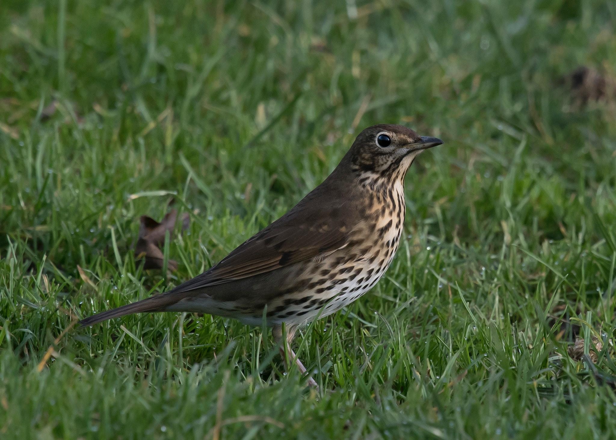 2050x1470 Free of grassland, Song Thrush, speckled, Desktop