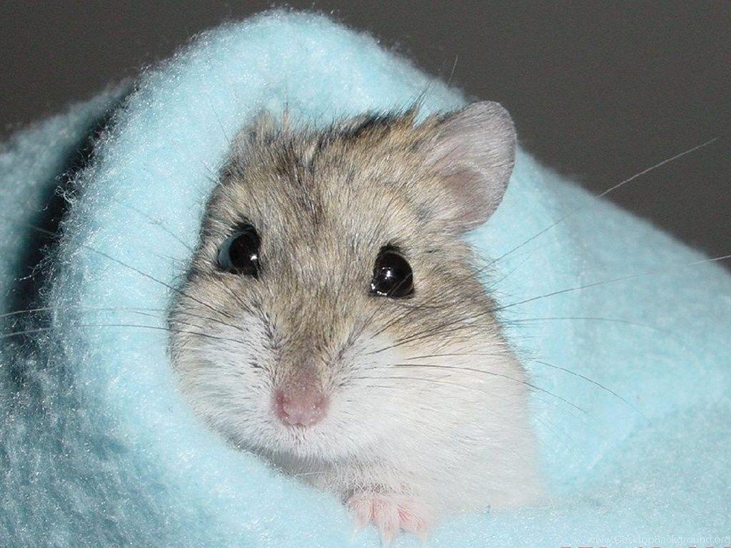 1030x770 Cute Hamster Wallpaper, Other Pets Wallpaper & Picture Free, Desktop