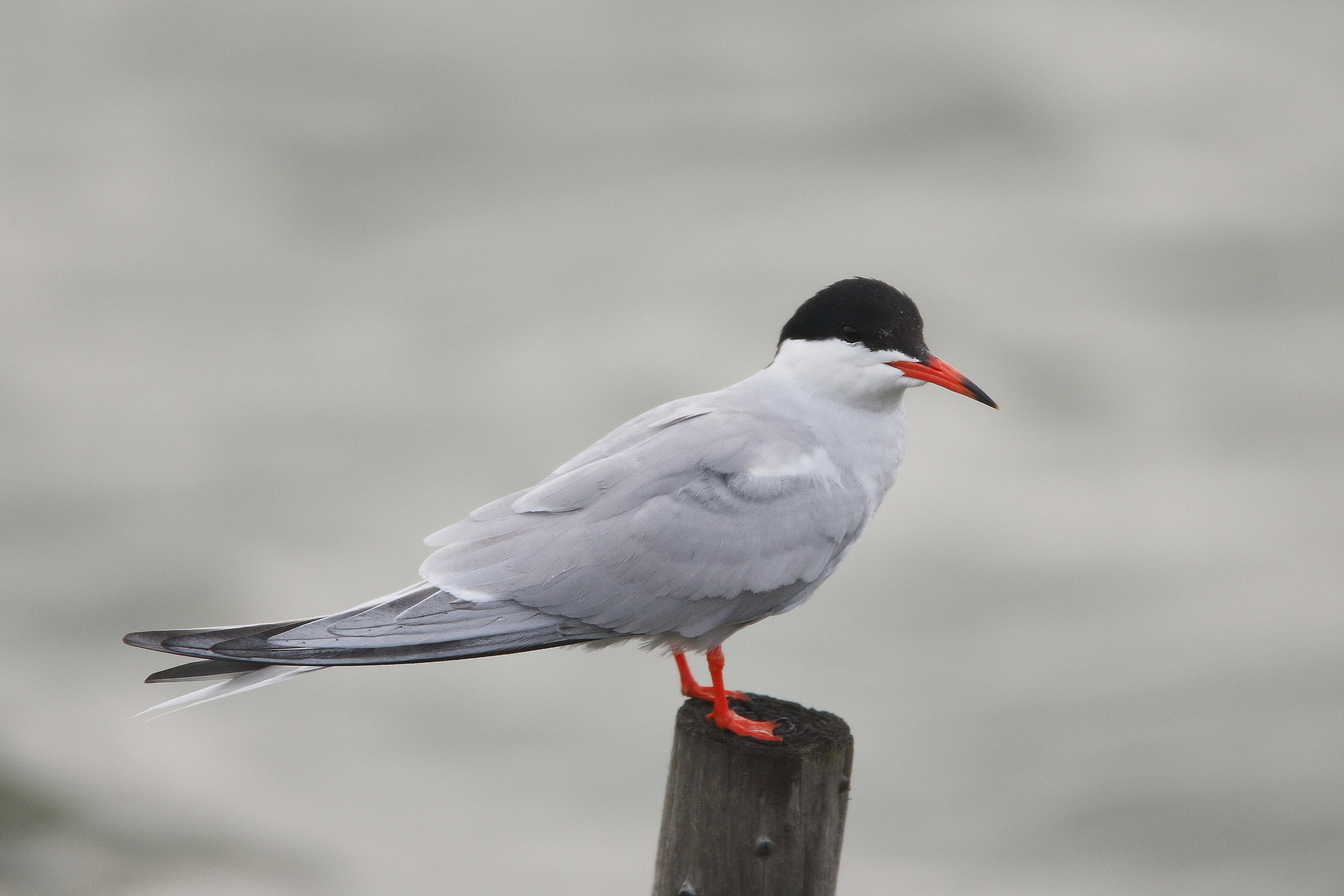 5240x3500 Brown birds, tern HD wallpaper, Desktop