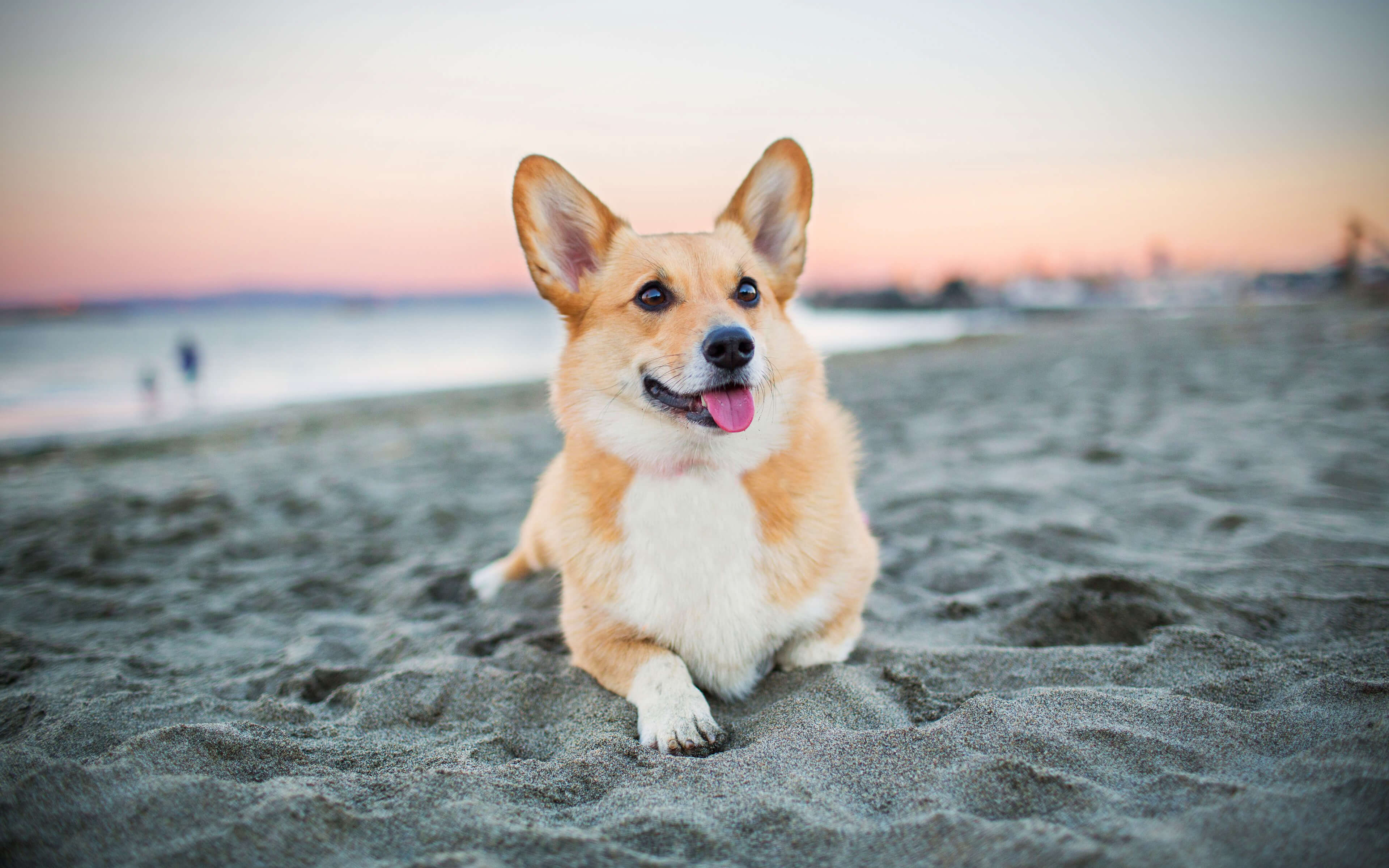 3840x2400 Corgi Beach Wallpaper Dog Breeds Wallpaper & Background Download, Desktop