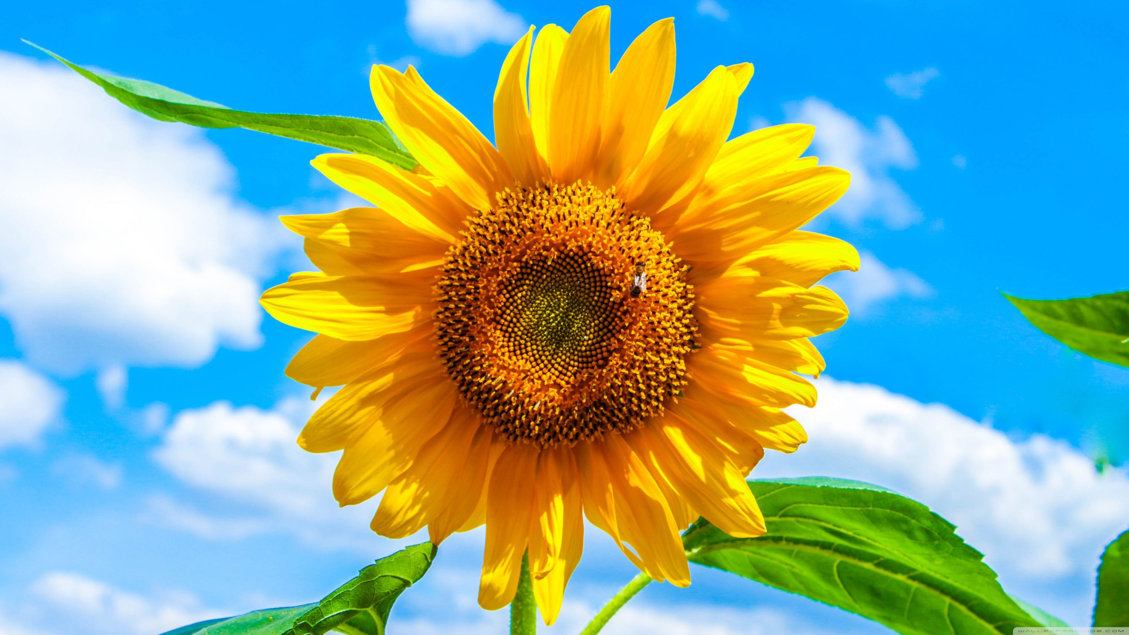 3840x2160 Sunflower Ultra HD Desktop Background Wallpaper for 4K UHD TV, Desktop