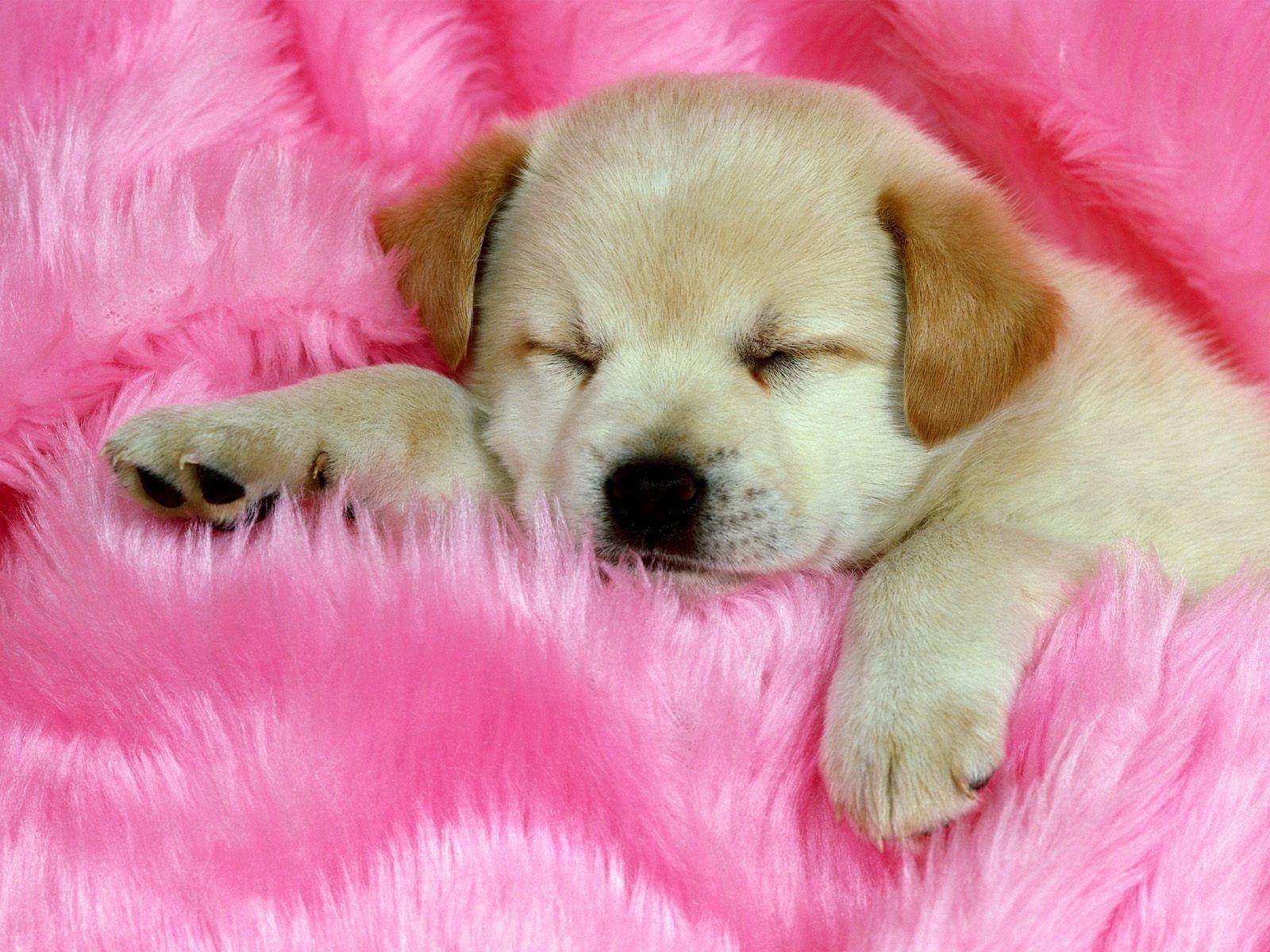 1600x1200 about Cute Puppy Wallpaper. Cute puppies, Desktop