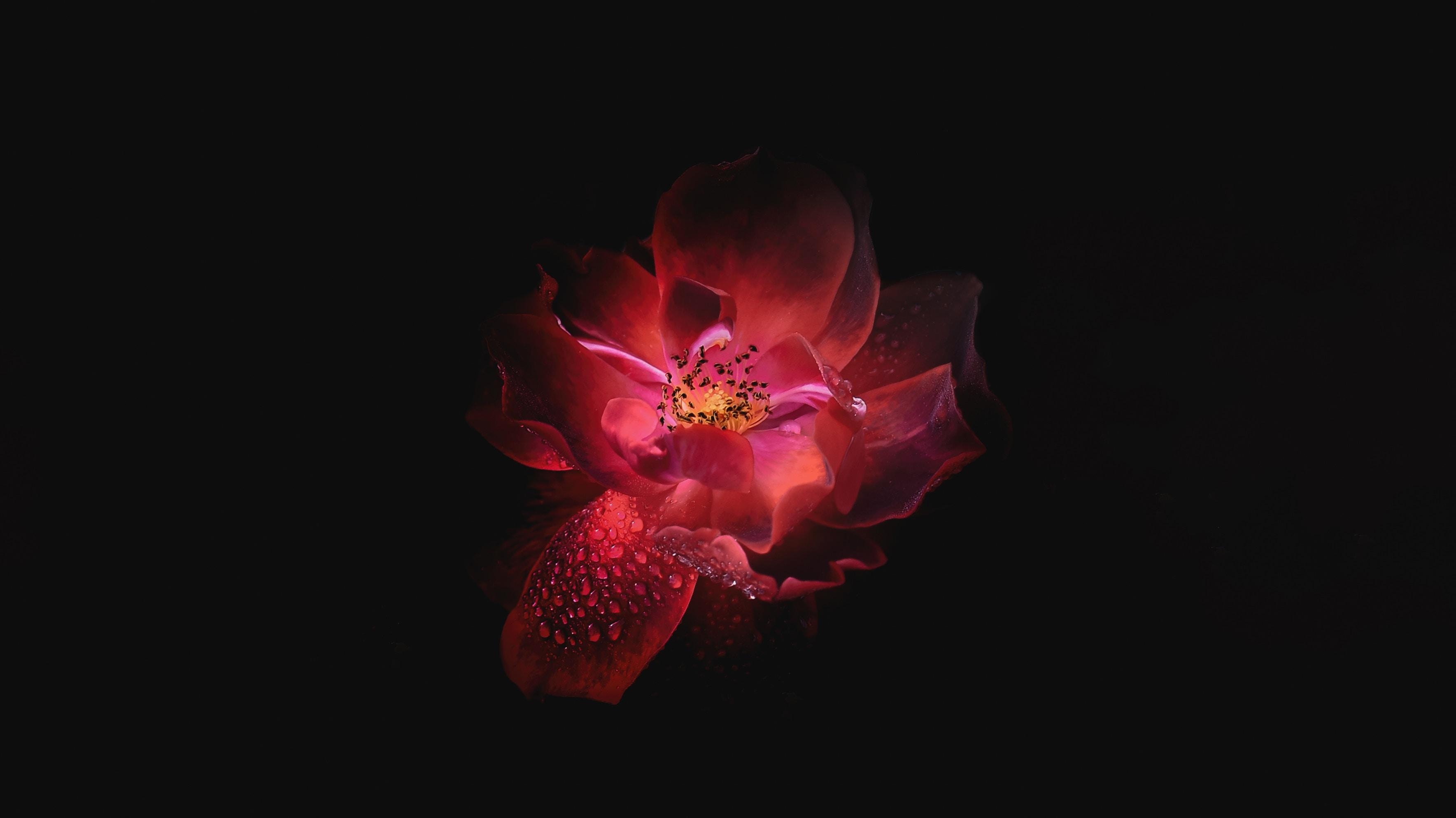 3540x1990 Flower Oled 4k 1440P Resolution HD 4k Wallpaper, Image, Background, Photo and Picture, Desktop