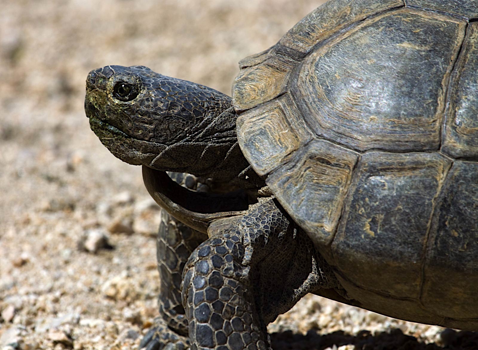 1600x1170 Desert Tortoise Wallpaper and background, Desktop