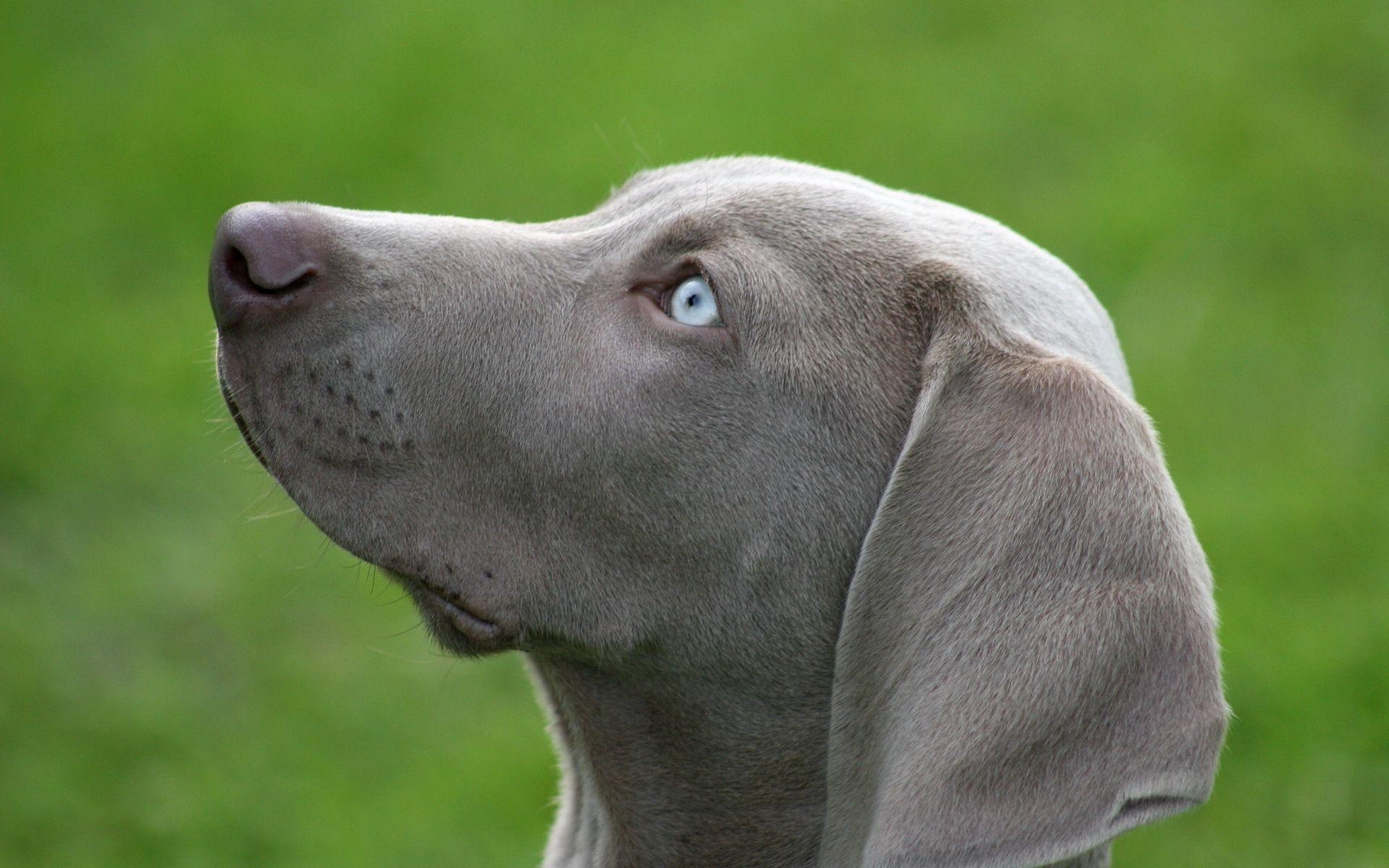 1920x1200 Weimaraner Computer Wallpaper, Desktop Background  Id, Desktop