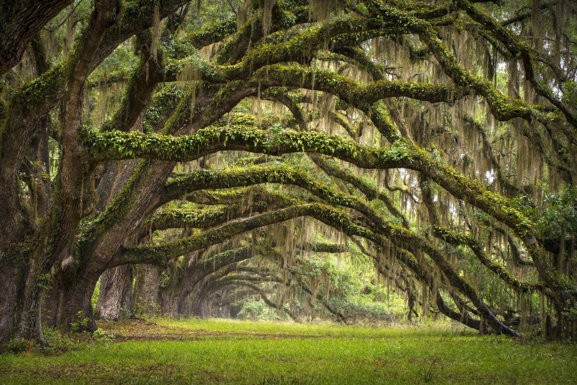 1920x1290 united states state south carolina charleston tree alley oaks HD, Desktop