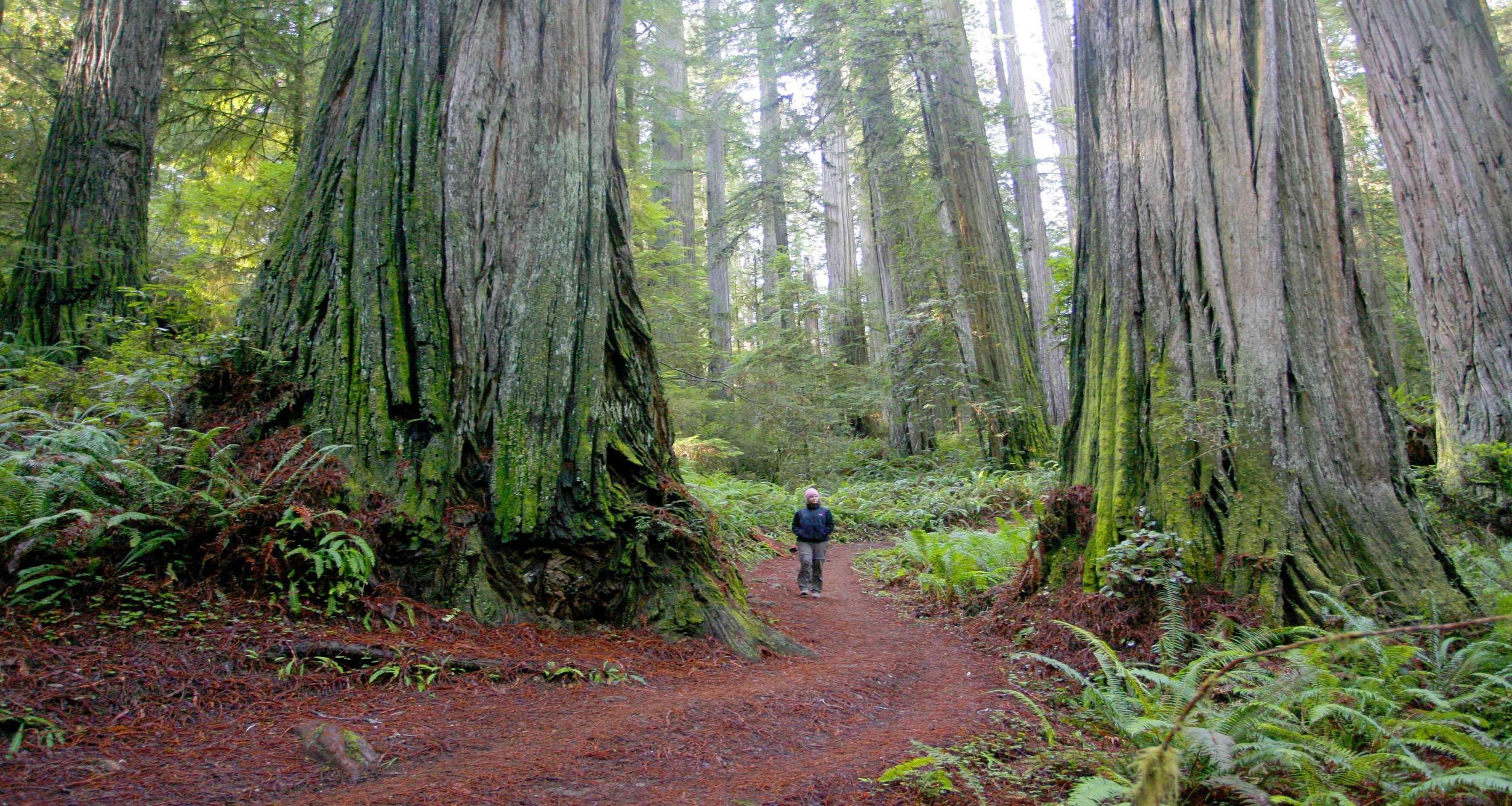 2510x1340 Nature Redwood National Park 1600x1200px, Desktop