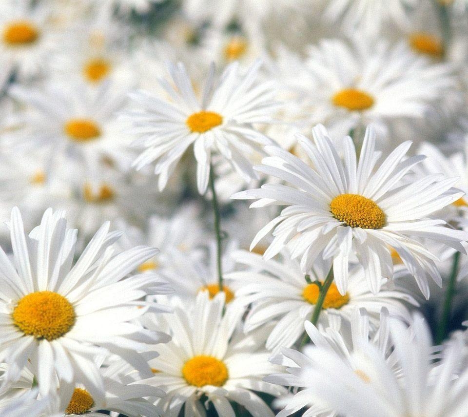 960x860 flowers for flower lovers.: Daisy flowers desktop wallpaper, Desktop