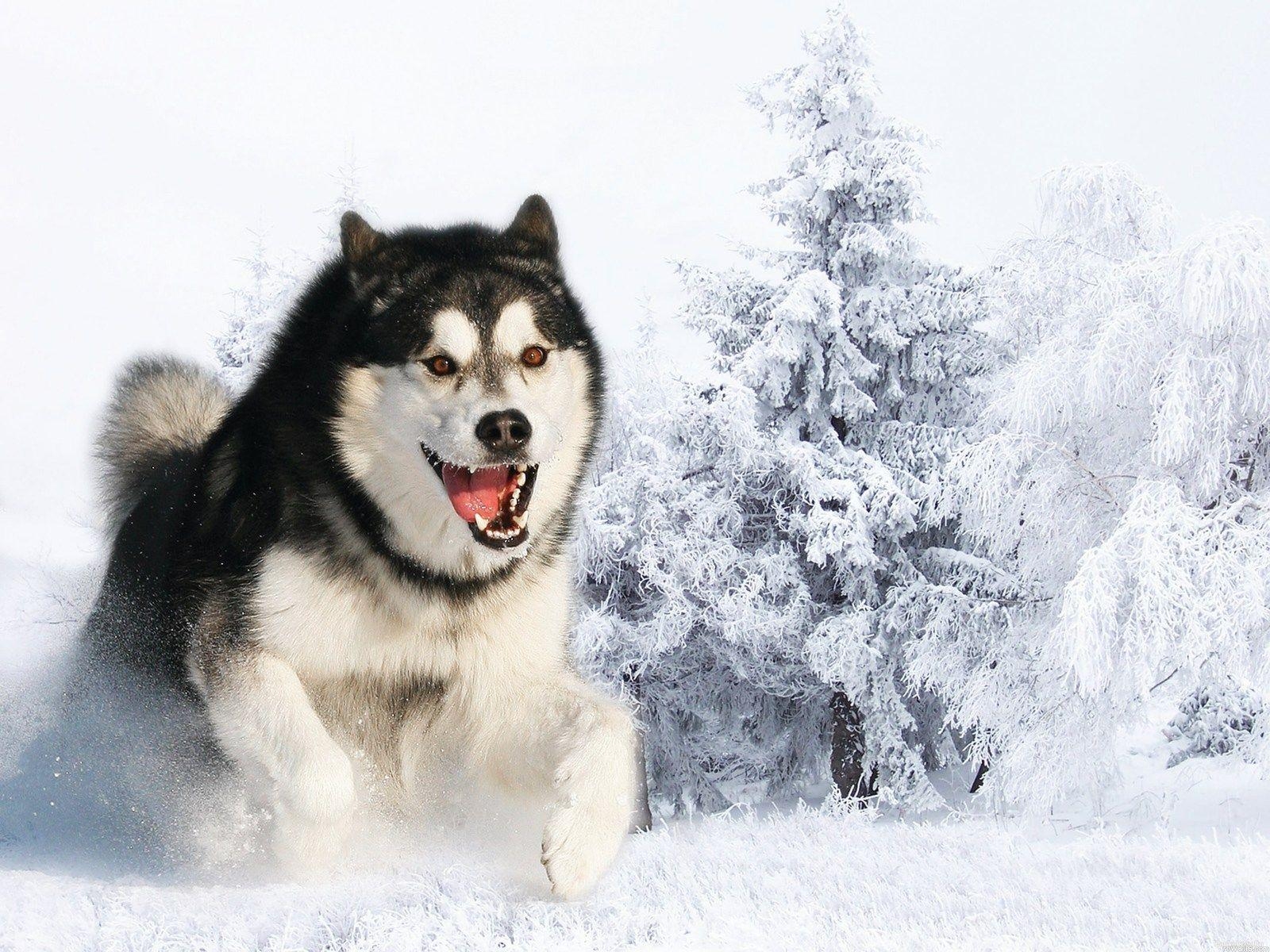 1600x1200 Huskies Dogs HD Wallpaper. Huskies Dog Desktop Image. Cool, Desktop