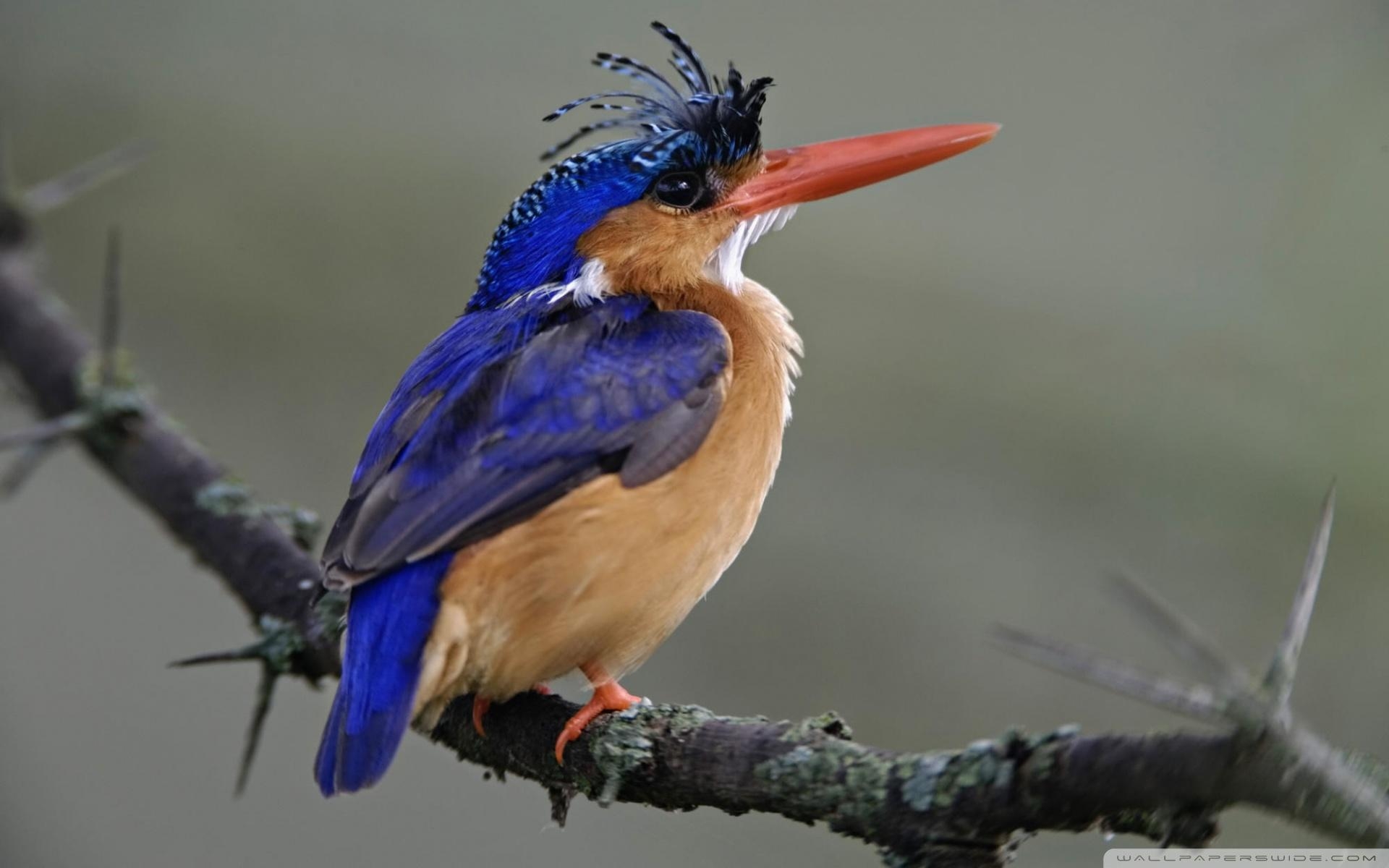 1920x1200 Malachite Kingfisher Lake Nakuru National Park Kenya ❤ 4K HD, Desktop